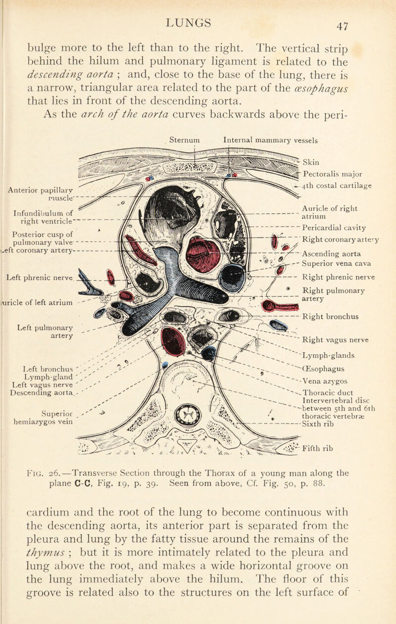 bulge more to the left than to the right. The vertical strip behind the hilum and pulmonary ligament is related to the descendijig aorta ; and, close to the base of the lung, there is a narrow, triangular area related to the part of the oesophagus that lies in front of the descending aorta. As the arch of the aorta curves backwards above the peri- Sternum Internal mammary vessels Left phrenic nerve. uricle of left atrium - Left pulmonary artery Left bronchus Lymph-gland Left vagus nerve Descending aorta. Superior hemiazygos vein Skin Pectoralis major 4th costal cartilage Auricle of right atrium 'Pericardial cavity Right coronary artery Ascending aorta ' Superior vena cava - Right phrenic nerve Right pulmonary artery — Right bronchus  Right vagus nerve ''Lymph-glands ''(Esophagus ''-Vena azygos '--Thoracic duct Intervertebral disc ''-between 5th and 6th thoracic vertebrae — Sixth rib Anterior papillary muscle' /V- Fifth rib Infundibulum of right ventricle” Posterior cusp of pulmonary valve— ^eft coronary artery- Fig. 26.—Transverse Section through the Thorax of a young man along the plane C-C, Fig. 19, p. 39. Seen from above, Cf. Fig. 50, p. 88. cardium and the root of the lung to become continuous with the descending aorta, its anterior part is separated from the pleura and lung by the fatty tissue around the remains of the thymus ; but it is more intimately related to the pleura and lung above the root, and makes a wide horizontal groove on the lung immediately above the hilum. The floor of this groove is related also to the structures on the left surface of