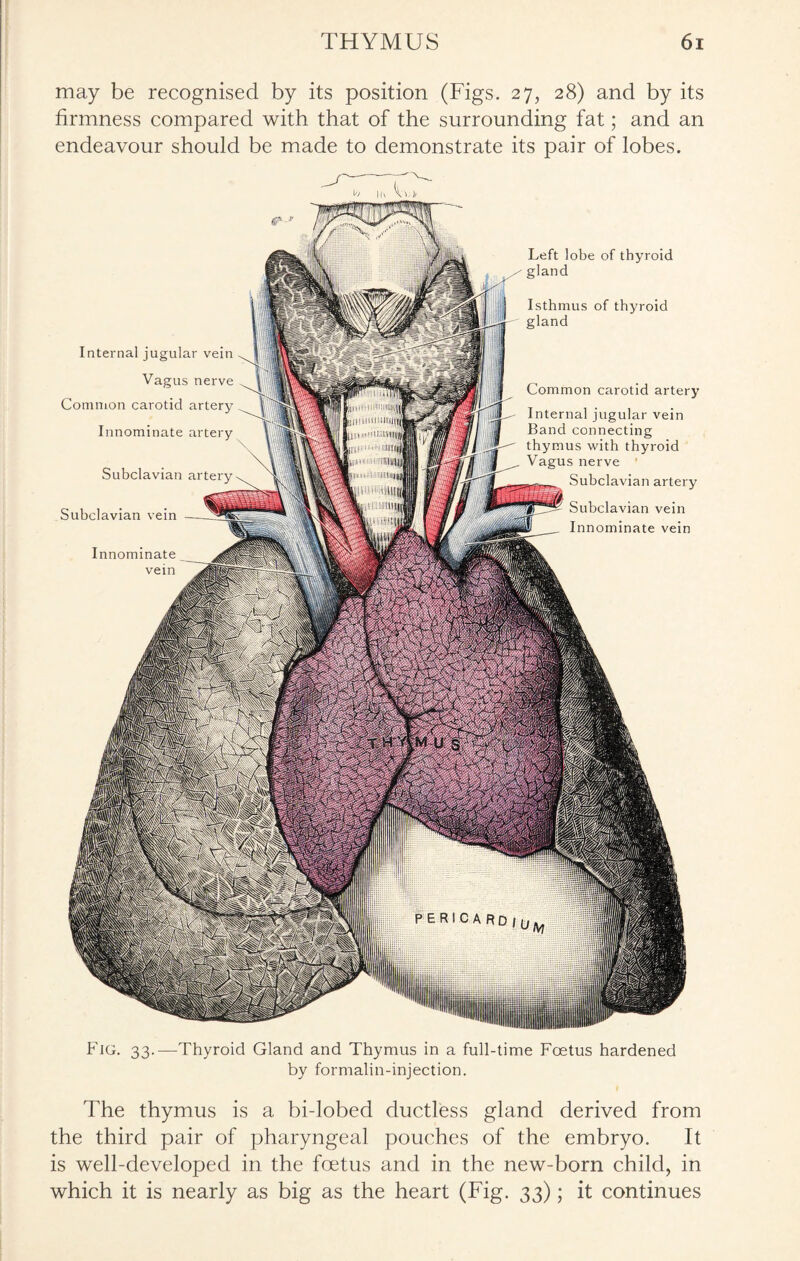 may be recognised by its position (Figs. 27, 28) and by its firmness compared with that of the surrounding fat; and an endeavour should be made to demonstrate its pair of lobes. Internal jugular vein Vagus nerve Common carotid artery Innominate artery Subclavian artery Subclavian vein Innominate vein Left lobe of thyroid gland Isthmus of thyroid gland Common carotid artery Internal jugular vein Band connecting thymus with thyroid Vagus nerve ' Subclavian artery Subclavian vein Innominate vein Fig. 33.—Thyroid Gland and Thymus in a full-time Foetus hardened by formalin-injection. The thymus is a bidobed ductless gland derived from the third pair of pharyngeal pouches of the embryo. It is well-developed in the foetus and in the new-born child, in which it is nearly as big as the heart (Fig. 33); it continues