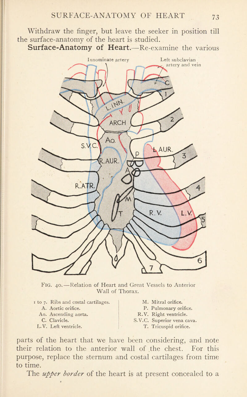 SURFACE-ANATOMY OF HEART Withdraw the finger, but leave the seeker in position till the surface-anatomy of the heart is studied. Surface-Anatomy of Heart.—Re-examine the various Innominate artery Left subclavian Fig. 40.—Relation of Heart and Great Vessels to Anterior Wall of Thorax. 1 to 7. Ribs and costal cartilages. A. Aortic orifice. Ao. Ascending aorta. C. Clavicle. L.V. Left ventricle. M. Mitral orifice. P. Pulmonary orifice. R.V. Right ventricle. S.V.C. Superior vena cava. T. Tricuspid orifice. parts of the heart that we have been considering, and note their relation to the anterior wall of the chest. For this purpose, replace the sternum and costal cartilages from time to time. The upper border of the heart is at present concealed to a