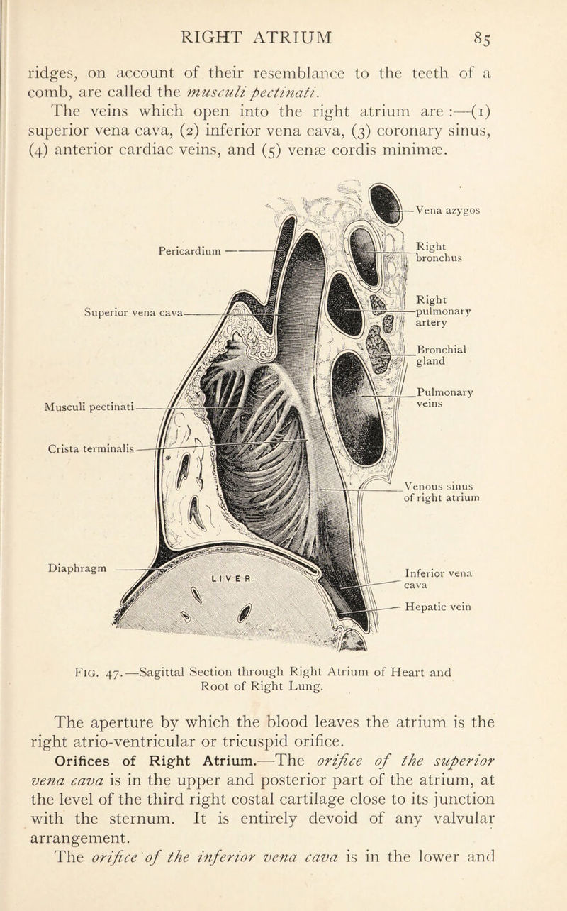 ridges, on account of their resemblance to the teeth of a comb, are called the musculipectinati. The veins which open into the right atrium are :—(1) superior vena cava, (2) inferior vena cava, (3) coronary sinus, (4) anterior cardiac veins, and (5) venae cordis minim as. Crista terminalis Venous sinus of right atrium Diaphragm Inferior vena cava Hepatic vein Superior vena cava artery Bronchial gland Musculi pectinati Pericardium Fig. 47.—Sagittal Section through Right Atrium of Heart and Root of Right Lung. The aperture by which the blood leaves the atrium is the right atrio-ventricular or tricuspid orifice. Orifices of Right Atrium.—The orifice of the superior vena cava is in the upper and posterior part of the atrium, at the level of the third right costal cartilage close to its junction with the sternum. It is entirely devoid of any valvular arrangement. The orifice 'of the inferior vena cava is in the lower and