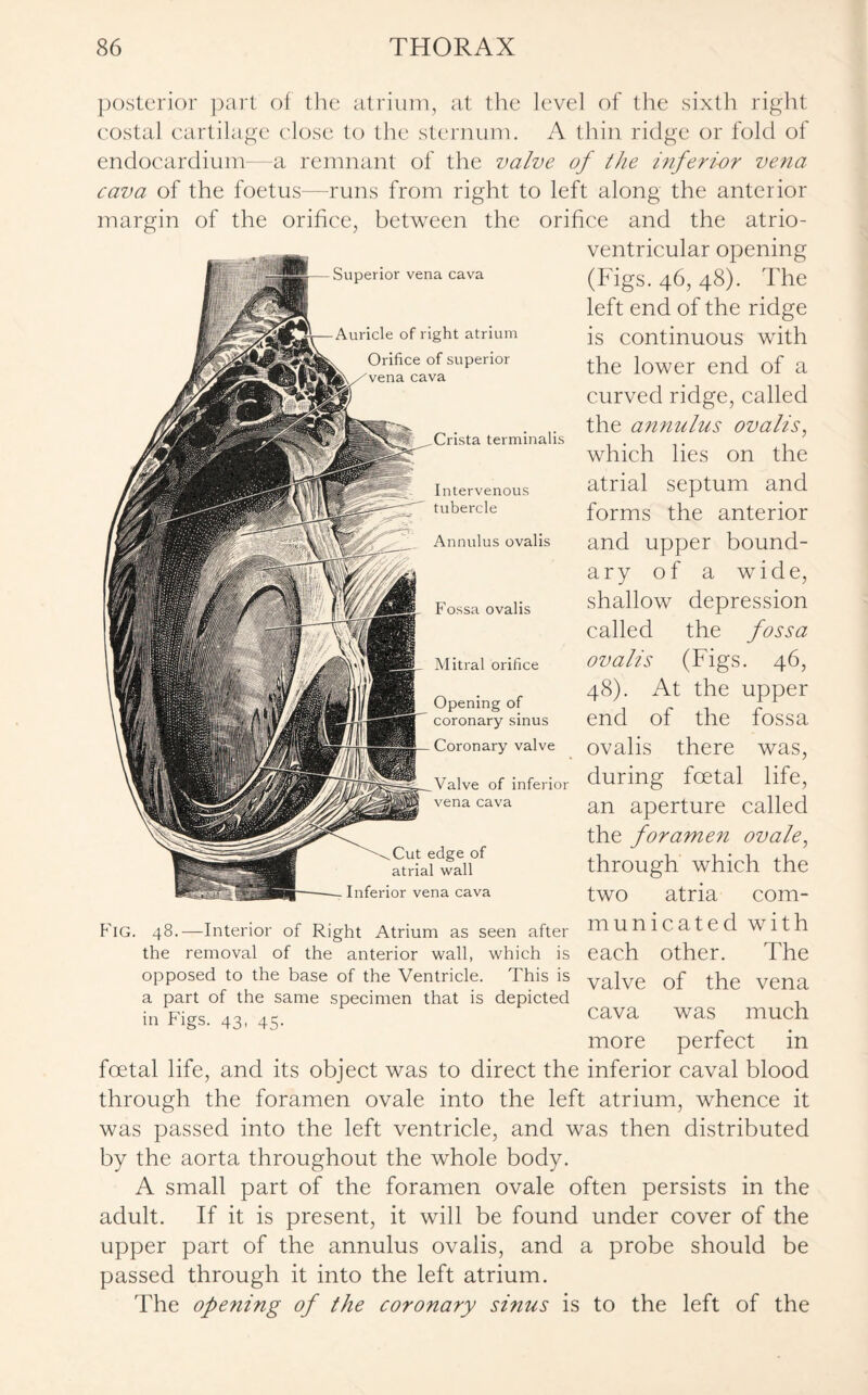 posterior part of the atrium, at the level of the sixth right costal cartilage close to the sternum. A thin ridge or fold of endocardium-—a remnant of the valve of the inferi-or vena cava of the foetus—runs from right to left along the anterior margin of the orifice, between the orifice and the atrio¬ ventricular opening (Figs. 46, 48). The left end of the ridge is continuous with the lower end of a curved ridge, called the annulus ovalis, which lies on the atrial septum and forms the anterior and upper bound¬ ary of a wide, shallow depression called the fossa ovalis (Figs. 46, 48). At the upper end of the fossa ovalis there was, during foetal life, an aperture called the foramen ovale, through which the two atria com¬ municated with each other. The valve of the vena cava was much more perfect in foetal life, and its object was to direct the inferior caval blood through the foramen ovale into the left atrium, whence it was passed into the left ventricle, and was then distributed by the aorta throughout the whole body. A small part of the foramen ovale often persists in the adult. If it is present, it will be found under cover of the upper part of the annulus ovalis, and a probe should be passed through it into the left atrium. The opening of the coronary sinus is to the left of the Superior vena cava Auricle of right atrium Orifice of superior cava Crista terminalis Intervenous tubercle Annulus ovalis Fossa ovalis Mitral orifice Opening of coronary sinus Coronary valve Valve of inferior vena cava Cut edge of atrial wall Inferior vena cava Fig. 48.—Interior of Right Atrium as seen after the removal of the anterior wall, which is opposed to the base of the Ventricle. This is a part of the same specimen that is depicted in Figs. 43, 45.