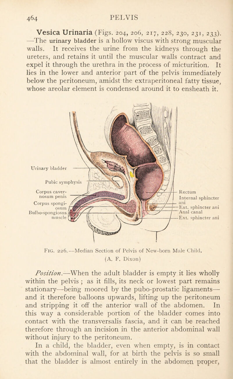 Vesica Urinaria (Figs. 204, 206, 217, 228, 230, 231, 233). —The urinary bladder is a hollow viscus with strong muscular walls. It receives the urine from the kidneys through the ureters, and retains it until the muscular walls contract and expel it through the urethra in the process of micturition. It lies in the lower and anterior part of the pelvis immediately below the peritoneum, amidst the extraperitoneal fatty tissue, whose areolar element is condensed around it to ensheath it. Urinary bladder Pubic symphysis Corpus caver- nosum penis Corpus spongi¬ osum Bulbo-spongiosus muscle Rectum Internal sphincter ani Ext. sphincter ani Anal canal Ext. sphincter ani Fig. 226.—Median Section of Pelvis of New-born Male Child. (A. F. Dixon) Position.—When the adult bladder is empty it lies wholly within the pelvis ; as it fills, its neck or lowest part remains stationary—being moored by the pubo-prostatic ligaments— and it therefore balloons upwards, lifting up the peritoneum and stripping it off the anterior wall of the abdomen. In this way a considerable portion of the bladder comes into contact with the transversalis fascia, and it can be reached therefore through an incision in the anterior abdominal wall without injury to the peritoneum. In a child, the bladder, even when empty, is in contact with the abdominal wall, for at birth the pelvis is so small that the bladder is almost entirely in the abdomen proper,