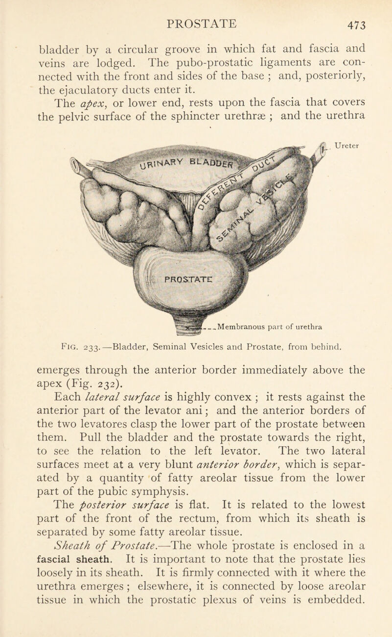 bladder by a circular groove in which fat and fascia and veins are lodged. The pubo-prostatic ligaments are con¬ nected with the front and sides of the base ; and, posteriorly, the ejaculatory ducts enter it. The apex, or lower end, rests upon the fascia that covers the pelvic surface of the sphincter urethrae ; and the urethra Ureter Fig. 233.—Bladder, Seminal Vesicles and Prostate, from behind. emerges through the anterior border immediately above the apex (Fig. 232). Each lateral surface is highly convex ; it rests against the anterior part of the levator ani; and the anterior borders of the two levatores clasp the lower part of the prostate between them. Pull the bladder and the prostate towards the right, to see the relation to the left levator. The two lateral surfaces meet at a very blunt anterior border, which is separ¬ ated by a quantity of fatty areolar tissue from the lower part of the pubic symphysis. The posterior surface is flat. It is related to the lowest part of the front of the rectum, from which its sheath is separated by some fatty areolar tissue. Sheath of Prostate.—The whole prostate is enclosed in a fascial sheath. It is important to note that the prostate lies loosely in its sheath. It is firmly connected with it where the urethra emerges ; elsewhere, it is connected by loose areolar tissue in which the prostatic plexus of veins is embedded.