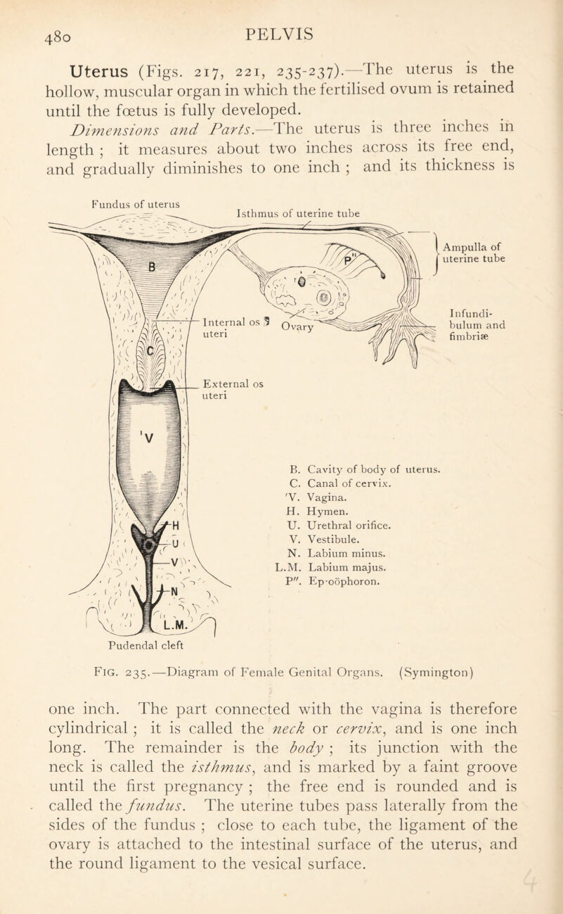 Uterus (Figs. 217, 221, 235-237).—The uterus is the hollow, muscular organ in which the fertilised ovum is retained until the foetus is fully developed. Dimensions and Parts.—The uterus is three inches in length ; it measures about two inches across its free end, and gradually diminishes to one inch ; and its thickness is Fundus of uterus Isthmus of uterine tube B. Cavity of body of uterus. C. Canal of cervix. 'V. Vagina. H. Hymen. U. Urethral orifice. V. Vestibule. N. Labium minus. L.M. Labium majus. P. Ep oophoron. Pudendal cleft Ampulla of uterine tube Infundi¬ bulum and fimbrite Fig. 235.—Diagram of Female Genital Organs. (Symington) one inch. The part connected with the vagina is therefore cylindrical ; it is called the neck or cervix, and is one inch long. The remainder is the body ; its junction with the neck is called the isthmus, and is marked by a faint groove until the first pregnancy ; the free end is rounded and is called thfundus. The uterine tubes pass laterally from the sides of the fundus ; close to each tube, the ligament of the ovary is attached to the intestinal surface of the uterus, and the round ligament to the vesical surface.