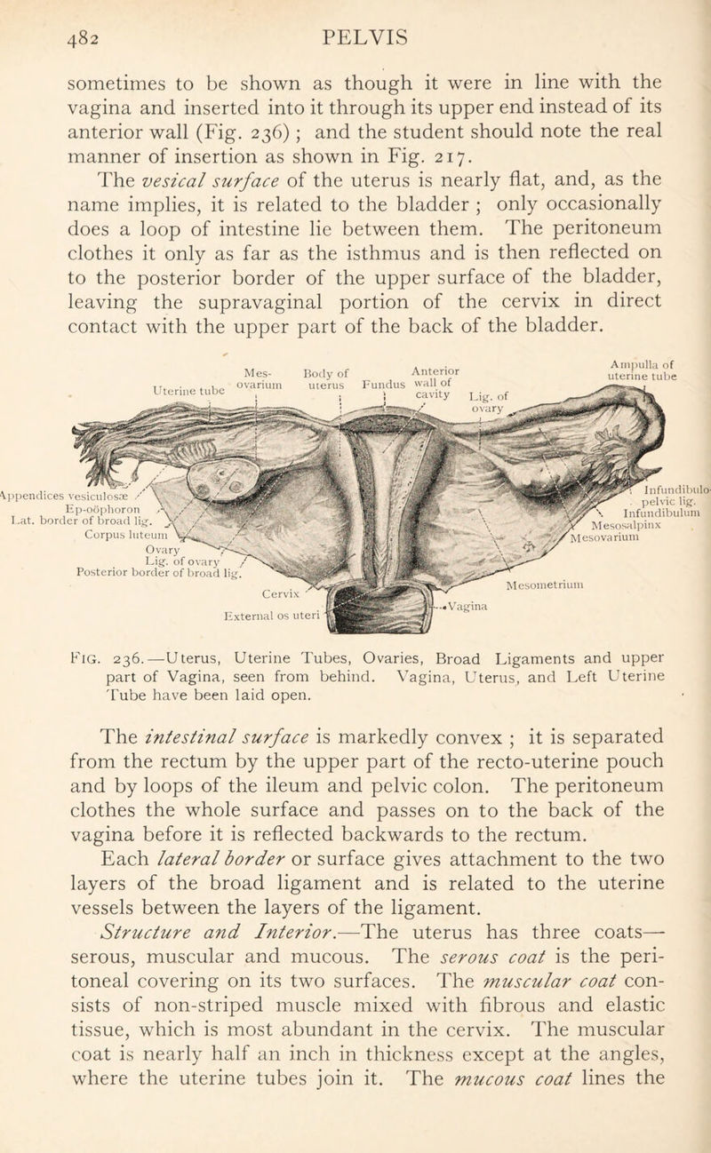 sometimes to be shown as though it were in line with the vagina and inserted into it through its upper end instead of its anterior wall (Fig. 236); and the student should note the real manner of insertion as shown in Fig. 217. The vesical surface of the uterus is nearly flat, and, as the name implies, it is related to the bladder ; only occasionally does a loop of intestine lie between them. The peritoneum clothes it only as far as the isthmus and is then reflected on to the posterior border of the upper surface of the bladder, leaving the supravaginal portion of the cervix in direct contact with the upper part of the back of the bladder. Ampulla of uterine tube Appendices vesiculosae Ep-oophoron Lat. border of broad lig. Corpus luteum Ovary Lig. of ovary Posterior border of broad lig. Infundibulo pelvic lig. Infundibulum Mesosalpinx Mesovarium Cervix External os uteri Mesometnum Vagina Uterine tube Mes¬ ovarium Body of uterus Anterior Fundus wall of Fig. 236.—Uterus, Uterine Tubes, Ovaries, Broad Ligaments and upper part of Vagina, seen from behind. Vagina, Uterus, and Left Uterine Tube have been laid open. The intestinal surface is markedly convex ; it is separated from the rectum by the upper part of the recto-uterine pouch and by loops of the ileum and pelvic colon. The peritoneum clothes the whole surface and passes on to the back of the vagina before it is reflected backwards to the rectum. Each lateral border or surface gives attachment to the two layers of the broad ligament and is related to the uterine vessels between the layers of the ligament. Structure and Interior.—The uterus has three coats—- serous, muscular and mucous. The serous coat is the peri¬ toneal covering on its two surfaces. The muscular coat con¬ sists of non-striped muscle mixed with fibrous and elastic tissue, which is most abundant in the cervix. The muscular coat is nearly half an inch in thickness except at the angles, where the uterine tubes join it. The mucous coat lines the