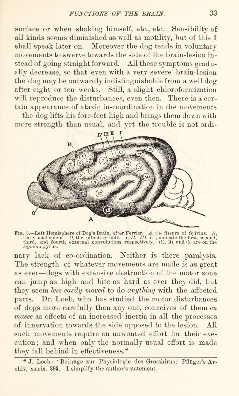 surface or when shaking himself, etc., etc. Sensibility of all kinds seems diminished as well as motility, but of this I shall speak later on. Moreover the dog tends in voluntary movements to swerve towards the side of the brain-lesion in¬ stead of going straight forward. All these symptoms gradu¬ ally decrease, so that even with a very severe brain-lesion the dog may be outwardly indistinguishable from a well dog after eight or ten weeks. Still, a slight chloroformization will reproduce the disturbances, even then. There is a cer¬ tain ajjpearance of ataxic in-coordination in the movements —the dog lifts his fore-feet high and brings them down with more strength than usual, and yet the trouble is not ordi- iym: n 1 Fig. 5.—Left Hemisphere of Dog’s Brain, after Ferrier. A, the fissure of Sylvius. B, the crucial sulcus. O, the olfactory bulb. 7, II, III, IV, indicate the first, second, third, and fourth external convolutions respectively. (1), (4), and (5) are on the sigmoid gyrus. nary lack of co-ordination. Neither is there paralysis. The strength of whatever movements are made is as great as ever—dogs with extensive destruction of the motor zone can jump as high and bite as hard as ever they did, but they seem less easily moved to do anything with the affected parts. Dr. Loeb, who has studied the motor disturbances of dogs more carefully than any one, conceives of them en masse as effects of an increased inertia in all the processes of innervation towards the side opposed to the lesion. All such movements require an unwonted effort for their exe¬ cution ; and when only the normally usual effort is made they fall behind in effectiveness.* * J. Loeb : ‘ Beitrage zur Pliysiologie des Grosshirns;’ Pfltiger’s Ar- chiv, xxxix. 293. I simplify the author’s statement.