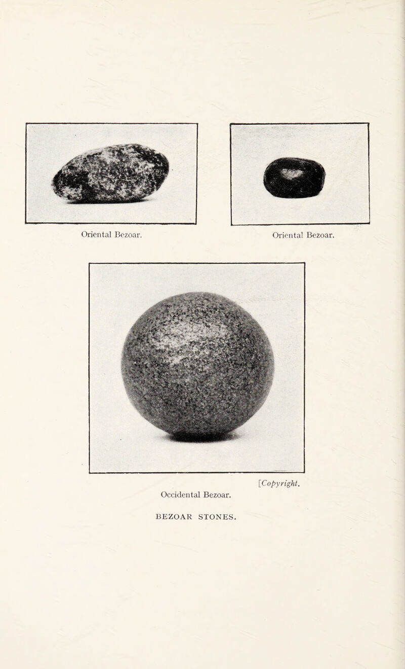 Oriental Bezoar. Oriental Bezoar. [Copyright, Occidental Bezoar. BEZOAR STONES