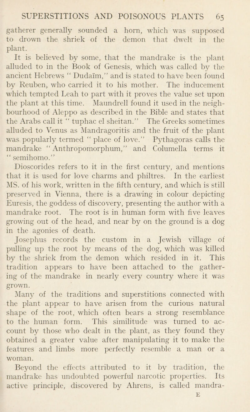 gatherer generally sounded a horn, which was supposed to drown the shriek of the demon that dwelt in the plant. It is believed by some, that the mandrake is the plant alluded to in the Book of Genesis, which was called by the ancient Hebrews “ Dudaim,” and is stated to have been found by Reuben, who carried it to his mother. The inducement which tempted Leah to part with it proves the value set upon the plant at this time. Maundrell found it used in the neigh¬ bourhood of Aleppo as described in the Bible and states that the Arabs call it “ tuphac el sheitan.” The Greeks sometimes alluded to Venus as Mandragoritis and the fruit of the plant was popularly termed “ place of love.” Pythagoras calls the mandrake “ Anthropomorphum,” and Columella terms it “ semihomo.” Dioscorides refers to it in the first century, and mentions that it is used for love charms and philtres. In the earliest MS. of his work, written in the fifth century, and which is still preserved in Vienna, there is a drawing in colour depicting Euresis, the goddess of discovery, presenting the author with a mandrake root. The root is in human form with five leaves growing out of the head, and near by on the ground is a dog in the agonies of death. Josephus records the custom in a Jewish village of pulling up the root by means of the dog, which was killed by the shriek from the demon which resided in it. This tradition appears to have been attached to the gather¬ ing of the mandrake in nearly every country where it was grown. Many of the traditions and superstitions connected with the plant appear to have arisen from the curious natural shape of the root, which often bears a strong resemblance to the human form. This similitude was turned to ac¬ count by those who dealt in the plant, as they found they obtained a greater value after manipulating it to make the features and limbs more perfectly resemble a man or a woman. Beyond the effects attributed to it by tradition, the mandrake has undoubted powerful narcotic properties. Its active principle, discovered by Ahrens, is called mandra- E