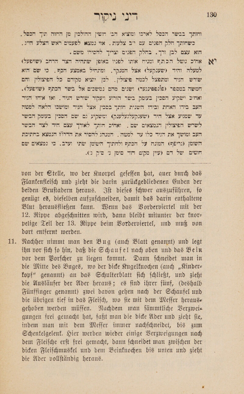 ריני ניקו והותך בנשר הנפל לאדנו ומוציא רב׳ הוטין ההולכין מן החזה תוך הכפל. כשחותך הלק הפנים עם י״ב צלעות. אזי נמצא לפעמים ראש הצלע הי״ג. הוא עצם לבן ורך. בחלק הפנים וצריך להסירו משם. אח״כ נוטל הכתף ומניה אותו לפניו באופן שתהיה הצר הרהב גשויפעל) למעלה והיה (שענקעל) אצל המנקד. ומתחיל באמצע הכף. כי שם הוא שורש הגיר ומתפצל לכמה פיצולין. לכן יוציא מקורם כל הפיצולין והם המשה במספר (פונפפינגער) ושנים מהם נמשכים אל בשד הכתף (שויפעל). ואח״כ ישקיע הסכין בעומק בשר הזרוע ויעקור שורש הגיר. ואז איהז הגיר העב בירו האחת ובירו השנית הותך בסכין אצל הגיר ומושכו הלאה למטה ער שמגיע אצל היה (שענקעלגעלענק) ומשקיע גם שם הסכין בעומק המטר לשרש הפיצולין הנמצאים שם . ואה״ב הותך לאורך עצם היה לצר הבשר העב ומושך את הגיר כלו ער למטה. המנהג להסיר את הררוז הנמצא בחתיכת השומן (גריפף) המונה על הכתף ולחתוך השומן שתי וערב. כי נמצאים שם חוטים של רם (עיין מקום רור סימן ג׳ ס״ק ג׳). Don ber Stelle, mo ber Knorpel gefeffen pat, quer burcp ba§ glanfenfleifcp unb giept bie barin pritcfgcbliebenen ©nben ber beiben 23ruftabern perau§. 3ft biefe§ fcptoer augpfüpren, fo genügt e§, biefelben aufpfcpneiben, bamit ba§ barin enthaltene »lut ^erau^fXtefeen fann. 2GB enn ba§ »orberöiertel mit ber 12. Stippe abgefcpnitten roirb, bann bleibt mitunter ber fnor־־ pelige £eil ber 13. Dtippe beim 230rberöiertel, unb muß oon bort entfernt merben. 11. 3ta<pper nimmt man ben 23 ug (auch 23latt genannt) unb legt ihn Oor fiep fo hin, baß bie S cp auf el nach oben unb b<t§ 23ein öor bem »orfcper j$u liegen fommt. £>ann fd)neibet man in bie SJtitte be§ 23uge3, mo ber bicfe Shtgelfnocpen (auch ״^inber* fopf genannt) an ba£ Schulterblatt fiep fcpließt, unb giept bie Ausläufer ber 2lber herauf; e§ finb iprer fünf, (be§palb günffinger genannt) gmei baüott gepen nach ber ©cpaufel unb bie übrigen tief in ba§ gleifcp, too fie mit bem Keffer herauf gepöben merben müffen. 3iacpbem man fämmtlicpe Skrgmei* gungen frei gemaept pat, faßt man bie bicfe Slber unb giept fie,. inbem man mit bem 3)1 eff er immer naepfepneibet, bi§ §um Scpenfelgelenf. §ier merben mteber einige Skrgmeigungen naep bem gleifcpe erft frei gemaept, bann fepneibet man gmijepen ber biefen gleifcpnut^fel unb bem 23einfnocpen big unten unb giept bie Slber üoüftänbig herauf.