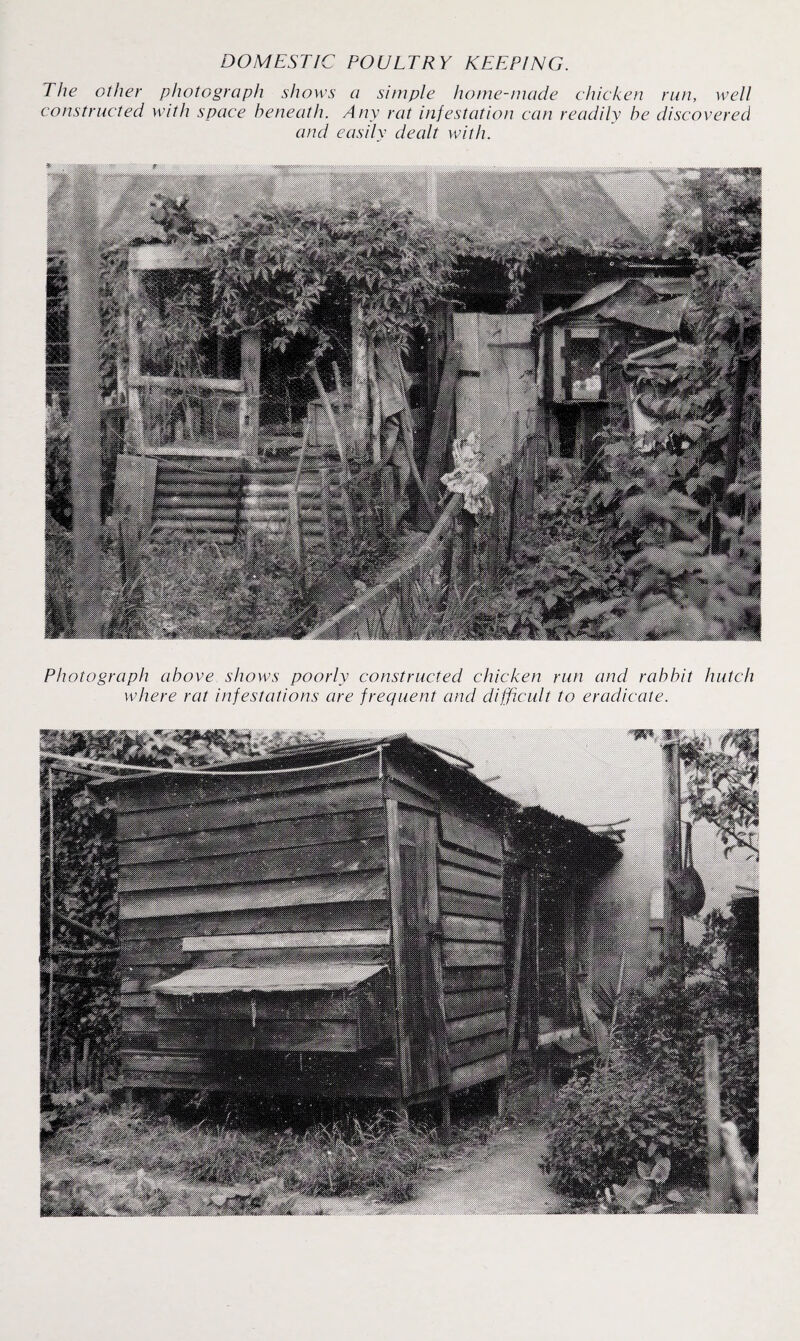 DOMESTIC POULTRY KEEPING. The other photograph shows a simple home-made chicken run, well constructed with space beneath. Any rat infestation can readily be discovered and easily dealt with. .^^ x WW Photograph above shows poorly constructed chicken run and rabbit hutch where rat infestations are frequent and difficult to eradicate.