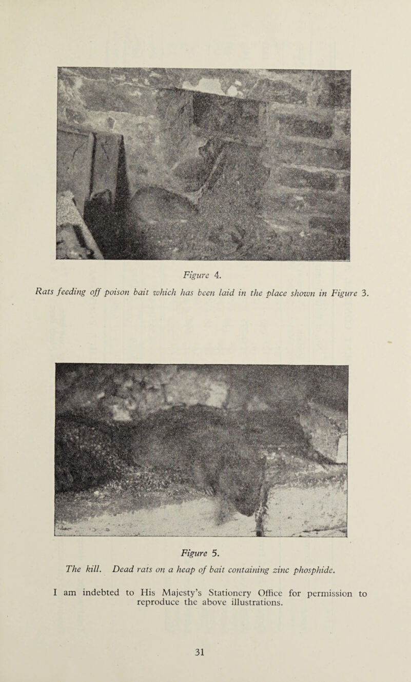 Figure 4. Rats feeding off poison bait which has been laid in the place shown in Figure 3. Figure 5. The kill. Dead rats on a heap of bait containing zinc phosphide. I am indebted to His Majesty’s Stationery Office for permission to reproduce the above illustrations.