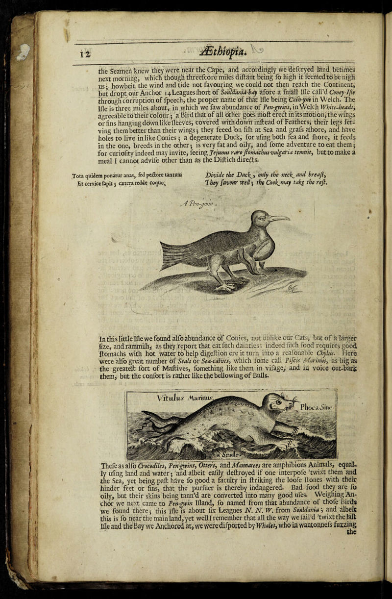 IZ the Seamen knew they were near the Cape, and accordingly we defcryed land betimes next mornina, which though threefcore miles diftant being fo high it feemed to be nigh us • howbeit~ the wind and tide not favouring we could not then reach the Continent, but dropt our Anchor 14Leagues Ihort of Souldania-bay afore a fmall llle call’d Coney-1 fie through corruption of fpeech, the proper name of that Ifle being 'Cain-yne in Welch. The llle is three miles about, in which we faw abundance of Pen-gvinsy in Welch White-heads± agreeable to their colour; a Bird that of all other goes molt ered in its motion, the wings or fins hanging down like fleeves, covered with down inftead of Feathers, their legs fer- ving them better than their wings; they feeed on filh at Sea and grafs alhore, and have holes to live in like Conies; a degenerate Duck, for ufing both fea and Ihore, it feeds in the one, breeds in the other *, is very fat and oily, and fome adventure to eat them * for curiofity indeed may invite, feeing Jejmus raro ftomdehus vulgaria tmriity but to make a meal I cannot advife other than as the Diftich directs. Tota quldera ponatur anas, fed pe&ore tantum Divide the Duei^, only the neckw and breaft. 'they favour well; the Cook^may take the reft, Et cervicc fapit 5 cetera redds coquo^ In this little Ifle we found alfo abundance of Conies, not unlike our Cats, but of a larger fize, and rammilh, as they report that eat fuch dainties: indeed inch food requires good ftomachs with hot water to help digeftion ere it turn into a reasonable Chylus. Here were alfo great number of Seals or Sea-calves, which fome call Pifcis Marinmy as big as the greateft fort of Maldives, fomething like them in viiage, and in voice out-bark them, but the confort is rather like the bellowing of Bulls. Thefeasalfo Crocodiles, Pen-gwinsy Otters, and Mamatees are amphibious Animals, equal ly ufing land and water; and albeit eafily deftroyed if one interpofe ’twixt them and the Sea, yet being paid have fo good a faculty in ftriking the loofe Hones with their hinder feet or fins, that the purfuer is thereby indangered. Bad food they are fo oily, but their skins being tann’d are converted into many good ufes. Weighing An¬ chor we next came to Pen-gwin Ifland, fo named from that abundance of thofe Birds we found there; this ifle is about fix Leagues N. iV. W. from Sonldania, and albeit this is fo near the main land, yet well I remember that all the way weiail d twixt the lalt Ifle and the Bay we Anchored at, we were difported by Whales, who in waatonneis fuzzing