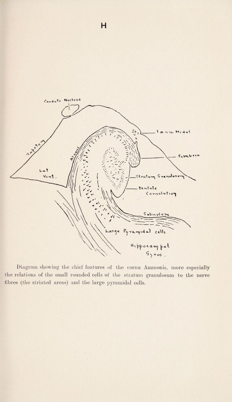 H Cordate Nucleus Diagram showing the chief features of the cornu Ammomis, more especially the relations of the small rounded cells of the stratum granulosum, to the nerve fibres (the striated areas) and the large pyramidal cells.