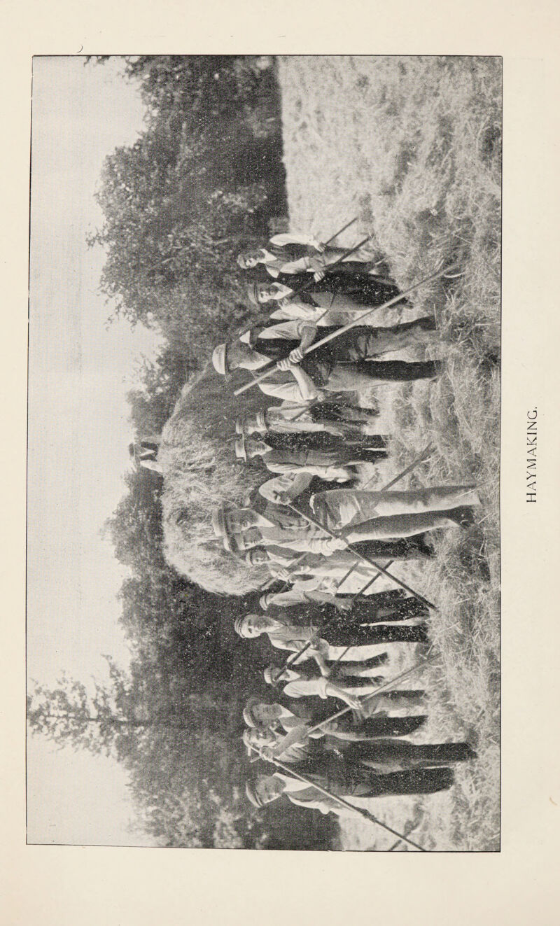 HAYMAKING