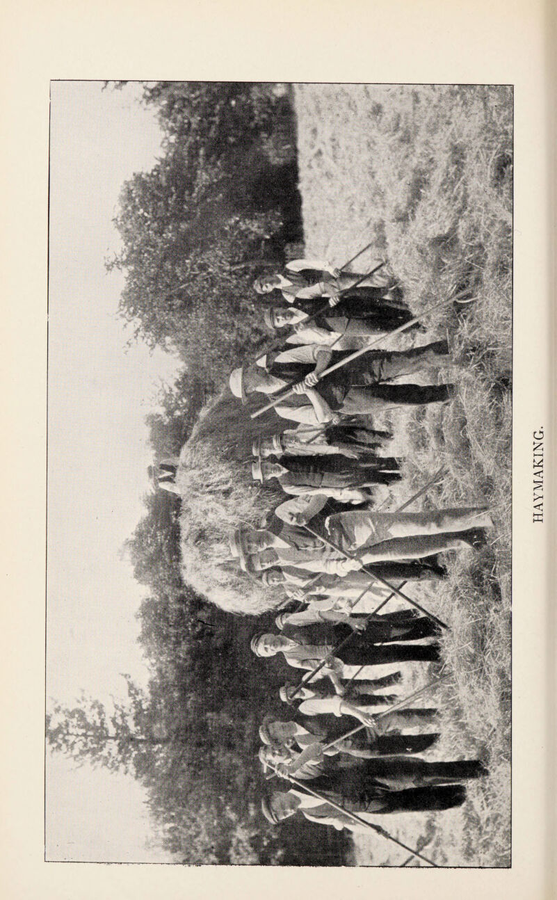 HAYMAKING