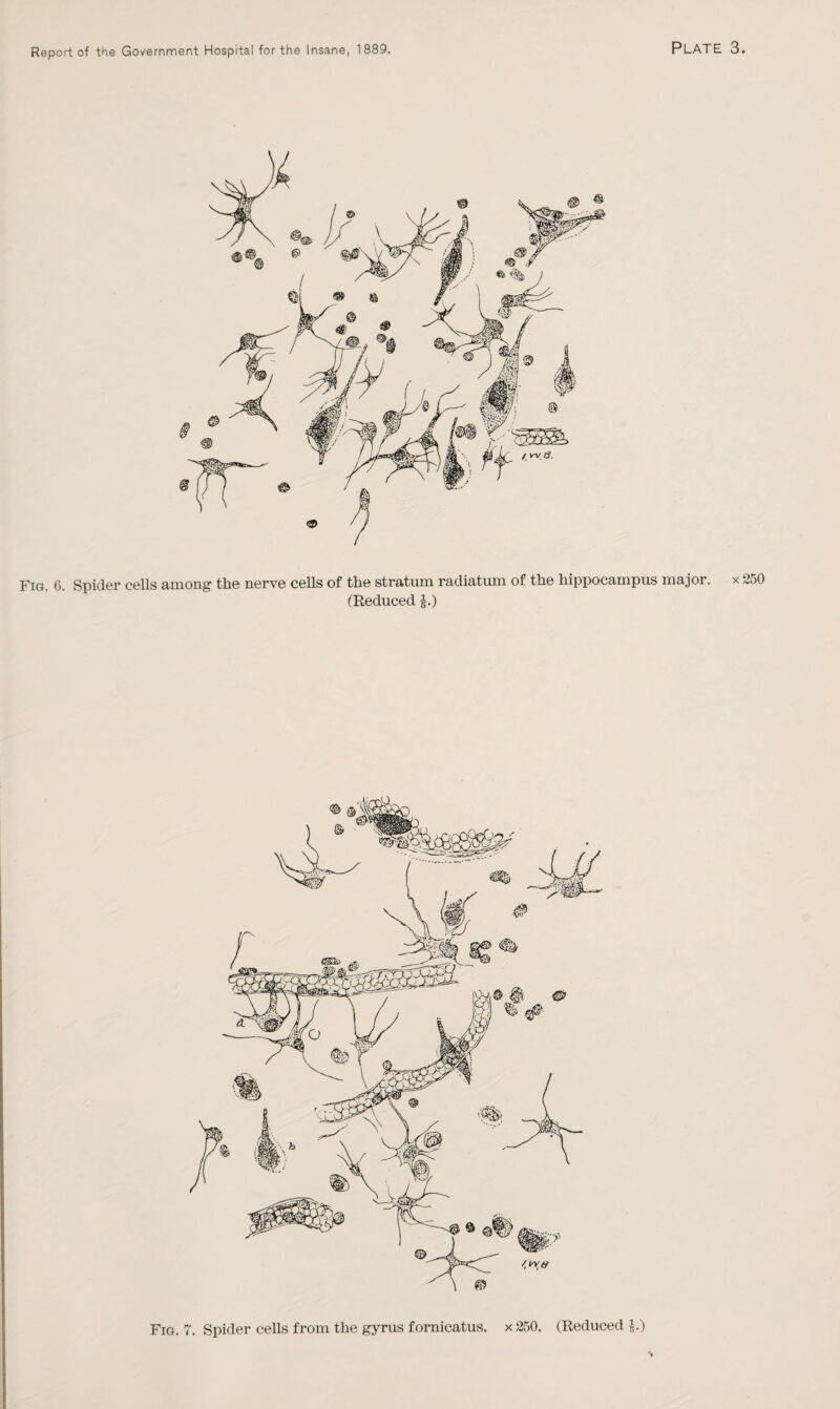 Fig. 6. Spider cells among the nerve cells of the stratum radiatum of the hippocampus major. (Reduced |.)