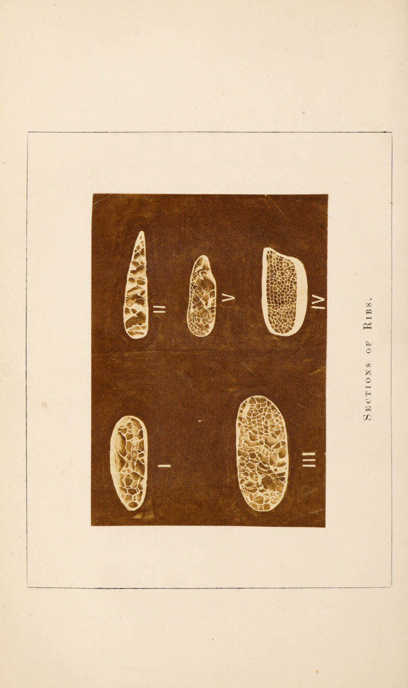 i^rSw? e% i;4*;r ■ra S'te tigM L\\vk. Sections of Ribs.