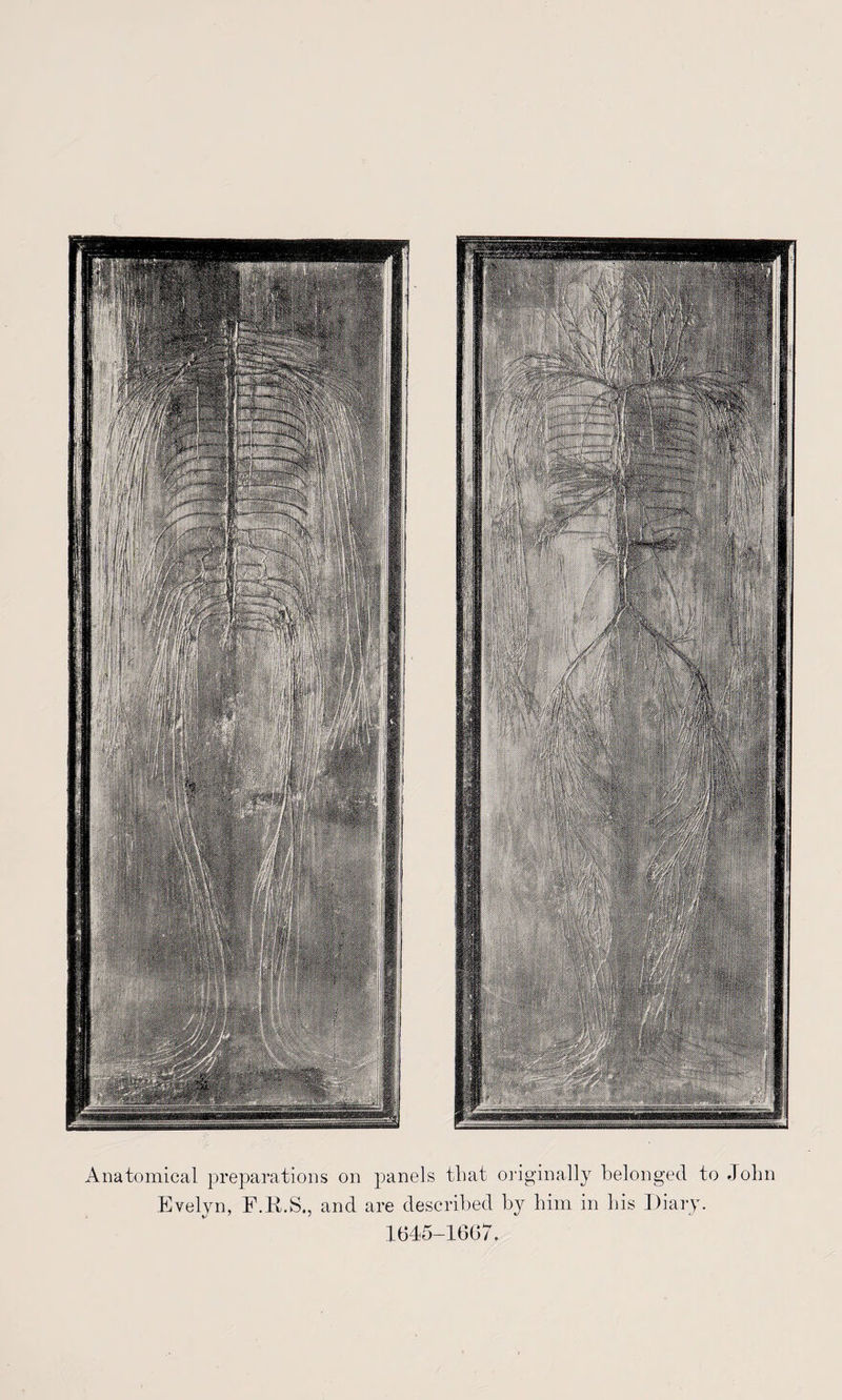 ■E iff , • * mBMM H I • --'N ■■■ SHSI K jgjjgg sens Anatomical preparations on panels that originally belonged to John Evelyn, F.R.S., and are described by him in his Diary. 1(545-1607.