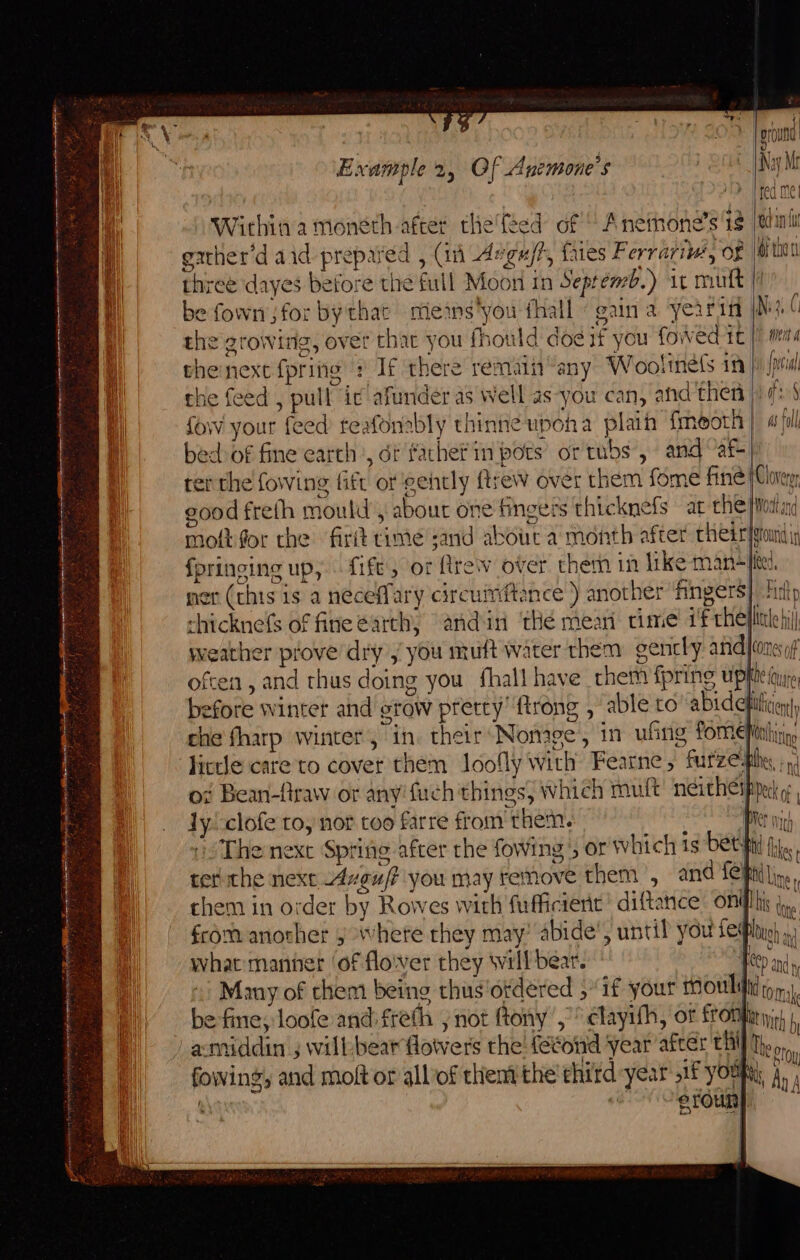 aa Mh } j a rots at pt EB A LT ALLA LC ALA a Fenty : 4. i 4 A Saipan coaaigiadiigeiesacrga este tpg Ri oe Kc cet ay on i Te oe a shia J ie Pap ert rs ry yy Fra le Ae iy ver cae La Within a moneth after the'feed of“ Anemone’s 1s [tc gather’d aid prepared , (in Angu/f, fates Ferrarim, of then three dayes before the full Moon tm Septemb.) it mult ~ ~ ‘j h “ . 2% Oe Al be fown'sfor bythae means'you {hall « gain a yearn jh} 4 the growirig, over that you fhould dod if you fowed tt |! M4 the next {pring : If there remain “any Wooltmets in jal the feed , pull ic! afunder as well as-you can, and'then |: 5 Sow your feed teafonably thinne upoha plain fmeoth | ail bed of fine earth’, dt fachein pots’ or tubs , and “af-| ter the fowing fift of gently flrew over them fome fine (Corey, good frefh mould’, about one fingers thicknefs at the /ioitin moti for the firit rime sand about a month after chetr|gundiy {pringing up, fife; or frew over them in like man-lited, ner (this is a neceffary circuiftence ) another fingers} hip chicknefs of fine earth, andin thé mean crime’ if hele il weather prove dry , you muft water them gently anid|cones of often, and thus doing you fhall have them fpring up| De ure efore winter and grow pretty’ {trong , able to ‘abidetiificier, che fharp winter, in. their*Nonige, in ufing LOmENbalitinn lictle care to cover them Joofly with Fearne, furze;phe, o¢ Bean-fraw or any fuch things, which muft néitheipn of 1y/-clofe to, nor too farre from them. 4 Pier wie) The next Spritg after the fowing ; or which is bet fii jj. retthe next Aveu/? you may remove them , and {OFhiling, chem in order by Rowes with fufficientc! diftanice onifltis j,. from another 5 where they may’ abide’, until you fel i what manner ‘of flover they tvill bear. Hee andy Many of chem being thus'otdéred ,“if your Mouldd 7, befine; loofe and freth j not fony’,°’ clayith, of Sombre) ‘ : rato ts 2 i LI fowing, and moft or alliof thentthe’third year .1f youhy j, age OS Coro ti { 4 A ra
