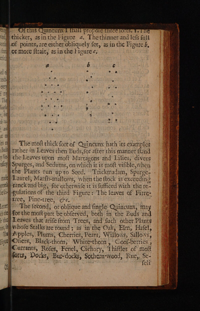 Fl ye ra4 oP g- Of ths Quincunx Dihall propole chreeiorts. We Lt } thicker, asinthe Figure 4. Thethinner and lefs full rong) OX More {trait, as inthe Figure'e, | Vel che Leaves upon moft Martagons and Lilies, ‘divers elit Spurges, and Sedums, on which it 1s moft vifible,when Bthe Plants run upto Seed. Trickmadam, Spurge- mutt Laurel, Marfh-maflows, when the ftock is exceeding orn franck and bie, for otherwife it is fufficed with rhe re- rel eulations of the ‘third Figure: The leaves of Firre- Biree, Pine-tree, ec. janet’ The fecond, or oblique and finele Quiacunx, may ihtitl] For the moft part be obferved; both“in the Buds and p tht Leaves that arife from Trees, and‘ fuch other Plants i, OM Whole Stalks are round ; as inthe Oak, Elm). Hafel, Tull Aipples, Plums, ‘Cherries, Pears, Willows, Sallows, fio PObers, Black-thorn, ‘White-thorn ,, Coof-berries , gC utrants, Rofes, Fenel, Cichory, Thifles of molt Htorts, Docks, Bur-docks, Sothern-wood, Rue,, Se- 1 Bi aly Oj a felt we