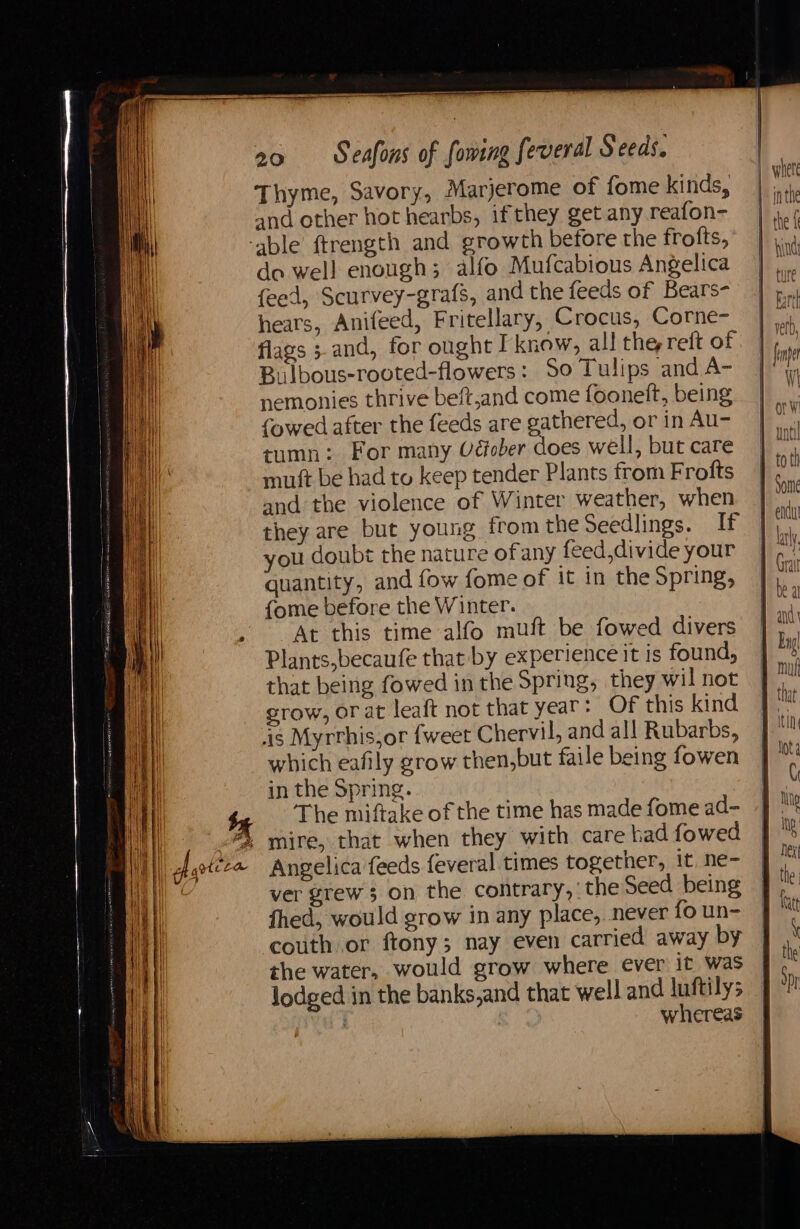 Thyme, Savory, Marjerome of fome kinds, and ether hot hearbs, ifthey get any reafon- do well enough; alfo Mufcabious Angelica feed, Scurvey-grafs, and the feeds of Bears- hears, Anifeed, Fritellary, Crocus, Corne- flags 3. and, for ought I know, all the reft of Bulbous-rooted-flowers: So Tulips and A- nemonies thrive beft,and come fooneft, being (owed after the feeds are gathered, or in Au- tumn: For many Uéfober does well, but care mutt be had to keep tender Plants from Frofts and the violence of Winter weather, when they are but young from the Seedlings. If you doubt the nature of any feed,divide your quantity, and fow fome of it in the Spring, {ome before the Winter. “At this time alfo muft be fowed divers Plants,becaufe that by experience it is found, that being fowed in the Spring, they wil not grow, or at leaft not that year : Of this kind is Myrrhis,or {weet Chervil, and all Rubarbs, which eafily grow then,but faile being fowen in the Spring. The miftake of the time has made fome ad- mire, that when they with care bad fowed Angelica feeds {everal times together, it, ne- ver grew 3 on the contrary,’ the Seed being fhed, would grow in any place, never fo un- couth or ftony; nay even carried away by the water, would grow where ever it was lodged in the banks,and that well and luftilys | whereas