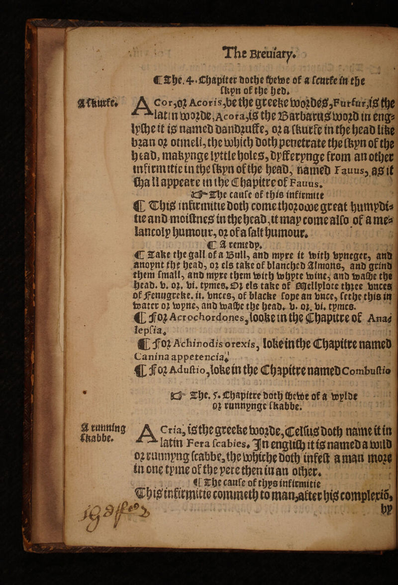 ¶ The. 4. Chapiter dothe ſhewe of a lcurke in the 5 fbn of the hed. Akurke. Ace r Acoris, be the greeke Woꝛdes, Furfur, ig the latin woꝛde, Acota, is the Barbarus woꝛd in eng⸗ lyche it is named dandzulke, oꝛ a ſkurte in the head like bꝛan oꝛ otmeli, the which Doth penetrate the (hyn of the head, makynge lyttle holes, dylkerynge from an other infirmitie in the lbyn of the head, named Fauus, 38 it Ha ll appeare inthe C hapitre ołl Fauus. The caule of this infirmite C This inkirmitie Doth come thoꝛowe great humpdi⸗ lie and moiltnes in thehead it map come allo of ames 1 lancoly humour, 02 of afatt humour. | A remedy. | C Take the gall ofa Bull, and myre it with B and | anopnt the head, oz els take of blanched Almons, and grind them mall, and mpre them with whpte wine, and wache the head. v. oz. vi. tymes. O; els take ok Mellplote three vnces of Fenugreke. iu. vnces, of blacke Cope an vnce, feche this in water 02 opie, and waſhe the head. v. oz. vi. tpmes. ¶ Foꝛ Actochordones, looke in the Chaputre of Anag lepſia, @| [02 Achinodis orexis, lobe in the Chapitre named Canina appetencia, ¶ For Aduſtio slobet inthe Chapire named Combuſtio 5 ex The. Se chapttre Doth chewoe of a Held o runnpnge l[kabbe. A running A Sti isthe grecke woꝛde, Celſus doth name it in Ckabbe. latin Fera ſcabies. In englich it is named a wild O2 unnpng (cabbe, the whiche Doth infeſt a man NN in one tyme 1 bi te then in an other, | The cauſe of thys inkirmitie i „This inkiemiie commeth oman ieee comple * SG PF 2 2