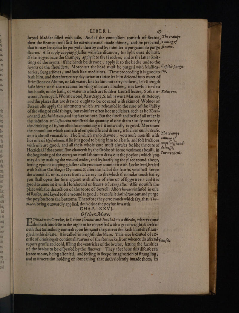 The crampe that it may be aptto be purged then by and by minifter a purgation to purge fleame. Alfo apply cupping glaffes. with {carification, forlight ones do hurr, Ifthe lezges haue the Crampe, apply it tothe Hanches, and tothe latter knit- tings of theioynts. Ifthe hands be drawne, apply it to the backe andto the ioynts of the fhoulders. Moreouer the head mutt be purged with Mattica- fleame. Capitu purga. Brimftone or Alume, or {alt water; but let him not tarry in them, left ftrength faile him > or if there cannot be vfing of naturall bathes, itis lawfull tovfea hot houfe, or dry bath, or water in which are fodden Laurell leaues, Sothern- wood, Peniroyall, Wormewood,Rew,Sage,S.lohns wort,Mariora, &amp; Betony, and the places that are drawne ought to be couered with skins of Wolues or Foxes: alfo apply the ointments which are rehearfed in the cure of the Palley ofthe vfing of cold things, but minifter often hot medicines, {uch as be Theri- acaand Mithridatum,and {uchas be hote. But the fureft and beit of all other is the infufion of Ca/foreum miniftred the quantity of one dram: truly notonely the drinking of it, but alfo the annointing of it outwardly is good, Moreouer the conuulfion which cometh of emptineffe and drines, is {uch an euill difeafe, as itis almoft yncurable, Thofe which are fo drawne , you muft nourifh with hot oile of Hydrelewm. Alfo it is good to bring him to a bath, and foft fritions with oile are good, and all their whole cure muft alwaies be like the cure of Hecticks.Jf the conuulfion chanceth by the ftroke of {ome venimous beat, in the beginning of the cure you muft labour to draw out the poyfon; which you may do by making the wound wider, and by (carifying the place round: about, fetting vpon it cupping glaffes: alfo you:may annoint it with Leeke feed, braied with Salt,or Garlike,or Oynions; &amp; after the fallofthe feurfe, youfhall keepe the wound xl. orlx, dayes from a fearre: to the which if it make much bafte, you fhall open the fore againe with afhes of vine or of figgetree : and itis good to annointit with Horehound orteaues of 4nagallis. Alfo nourtth the place with the decoGtion of the roote of Sorrell. Alfo Theriacainfuled in oile: of Roles, and layed tothe wound is good, becaufe.it doth draw out and purge the poyfonfrom the bottome. Therefore they:erre much which fay, that -The- riaca, being outwardly applied, doth driue the poyfon inwards. CHAP. XXVI. Of the Mare. Phialtes in Greeke, in Latine Incubus and-Incubo.ltis a difeafe, whereas one thinketh himfelfe io the night to be oppreffed with'a great weight,&amp; belee~ ueth that fomething cometh vpon him,and the patient thioketh himfelfe ftran- gledinthisdifeafe. Itis called in Englifhthe Mare. This vice is eaufed of ex- Balneum: The crampe coming of emptineffeand drineffe. Cura yeneni. vapors grofle and cold, filling the ventricles of the braine, letting the faculties of thebraine to be difperfed by the finewes. They that haue this difeafe caa {carce moue, being aftonied. and feeling in fleepe imagination of ftrangling, and as it were the holding of forme thing that. deth violently inuade them, Im