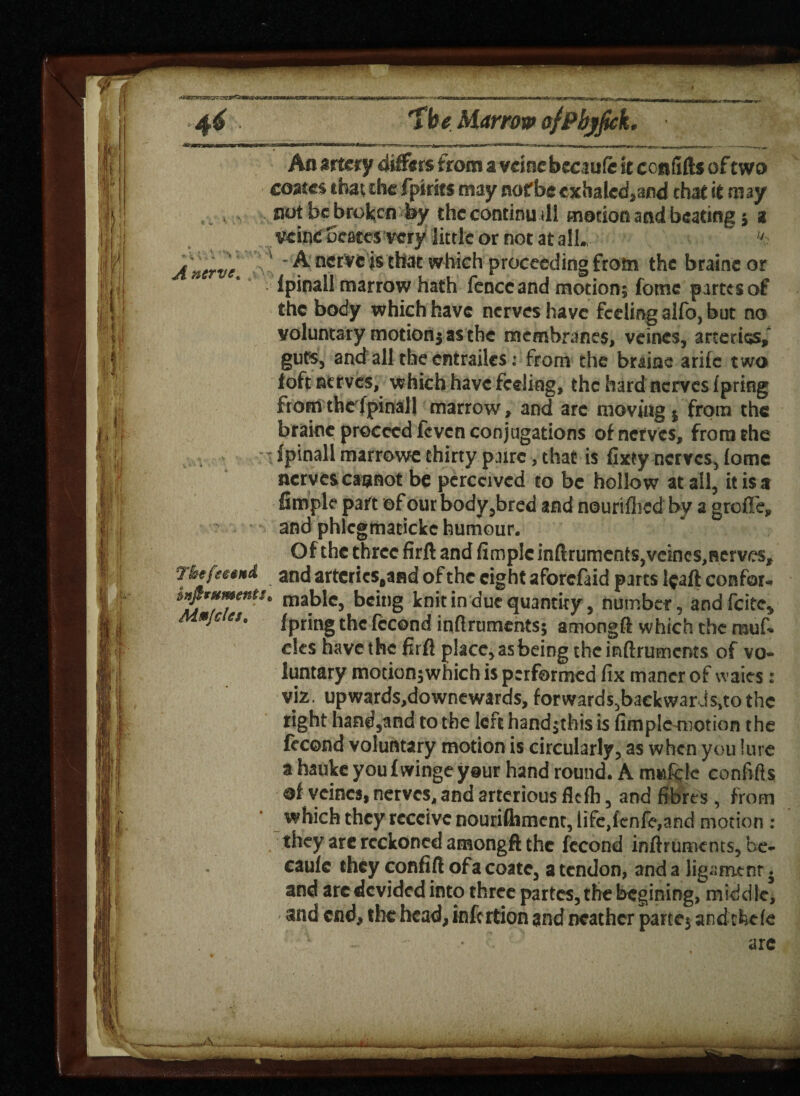 4^ A nerve. Tkefeeertd Infirnments Mujcles, 'the Marrow ofPbjfick. . —^ -~A»H-- .-*Twr--t>.„ a. ^ltJ>I J,,u <u,^,, ^■,^^.i_ — Aft artery differs from a vdne becaufe it cenfifts of two cones that the fpirits may nofbe exhaled,and chat it may not be broken fey thccontinu ill motion and beating $ a vtiitf Scares very little or not at all. fV ' A nerve is that which proceeding frotn the braineor Ipinall marrow hath fenccand motion; fame partes of the body which have nerves have feeling alfo, but no voluntary motion as the membranes, veincs, arteries, guts, and all the entrailes: from the brains arifc t wo toft nerves, which have feeling, the hard nerves Ipring from thefpinall marrow, and arc moving $ from the brainc proceed feven conjugations of nerves, from the Ipinall marrowe thirty p ure, that is fixty nerves, lomc nerves cannot be perceived to be hollow at all, it is a Ample part of our body,bred and nourilhed by a grofle, and phlcgmatickc humour. Of the three firft and Ample inftruments,veincs^erves, and artcrics#afld of the eight aforefaid parts l$aft confor- • mablc, being knit in due quantity, number, and feite* Ipring the fccond inftruments; amongft which the muft cles have the firft place, asbeing the inftruments of vo¬ luntary motion;which is performed fix mancr of waies : viz. upwards,downewards, forwards5backwaris,to the right hand,and to the left hand;this is Ample motion the fecond voluntary motion is circularly, as when you lure a hauke you I winge your hand round. A m«fc!e confifts of veincs,nerves,andartcriousfklb, and fibres , from which they receive nouriftimenr, life,lenfe,and motion : they are reckoned amongft the fccond inftruments, be- caule they confift ofacoatc, a tendon, and a ligament« and are devided into three partes, the begining, middle, and end, the head, infertion and neathcr parte; and tfeefe
