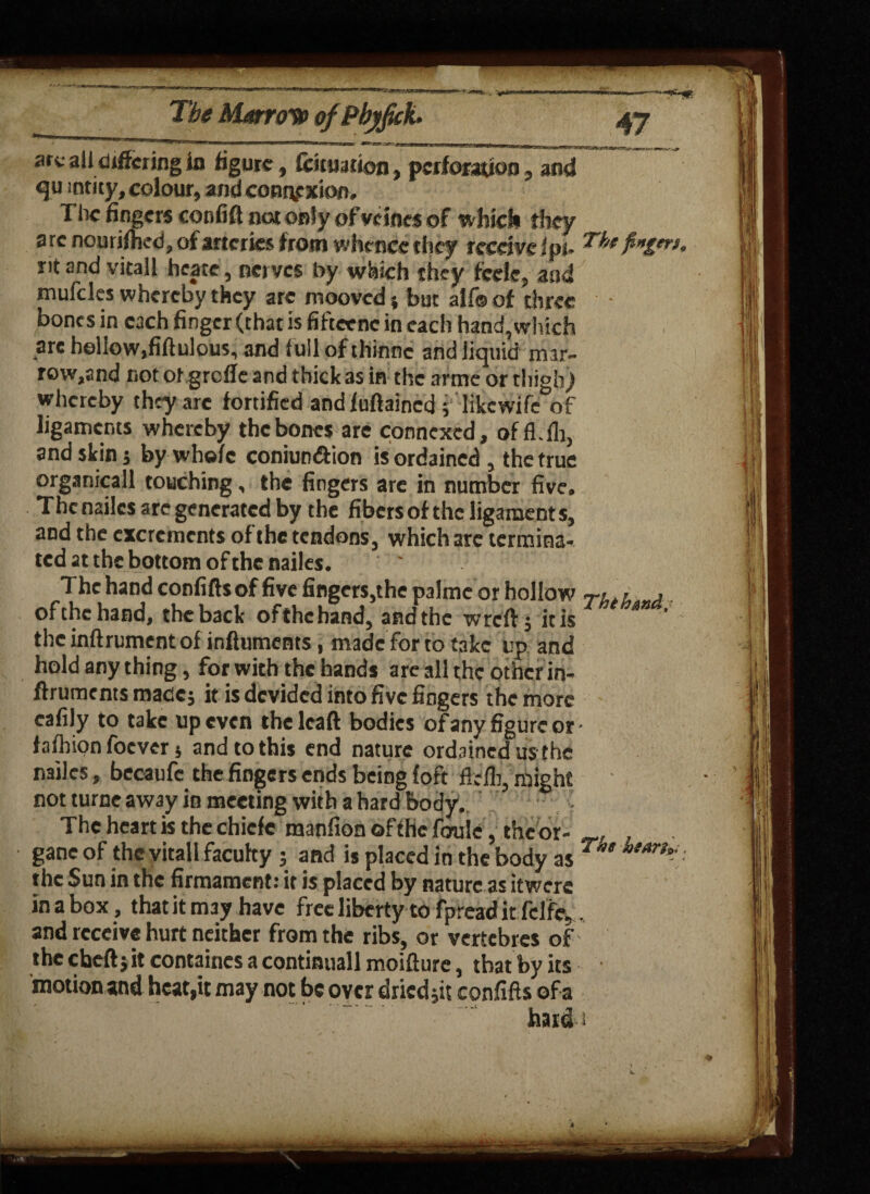 arc ail differing in figure, feituation, perforation , and qu sntity, colour, and connexion. The fingers confift not only of yelfles of which they arc nourifhed, of arteries from whence they receive* pi- Tbefam nt and vitall hcate, nerves by which they feeie, and mufcles whereby they arc rnooved but alf© of three bones in each finger (that is fifteenc in each hand, which are hellow.fiftulous, and full of thinne and liquid mar- row,and not ot grcfle and thick as in the arme or tliigh_> whereby they arc fortified andfuftained ; likewife of ligaments whereby the bones are connexcd, offUlr, and skin 5 by whole coniundion is ordained , the true organicall touching, the fingers are in number five. The nailcs are generated by the fibers of the ligaments, and the excrements of the tendons, which are termina¬ ted at the bottom of the nailes. The hand confifts of five fingers,the paime or hollow , of the hand, the back of the hand, and the wreft, it is the inftrument of influments, made for to take up and hold any thing, for with the hands are all the other in- flrumcnts made; it is devided into five fingers the more cafily to take up even the lcaft bodies of any figure or - fafhion foever; and to this end nature ordained us the nailcs, becaufe the fingers ends being loft flclh, might not turnc away in meeting with a hard body. The heart is the chicfe manfionofthcfoule, the or- gane of the vitall faculty ; and is placed in the body as T<3 the Sun in the firmament: it is placed by nature as it were inabox, thatitmay have free liberty to fpread it fclfe,, and receive hurt neither from the ribs, or vertebres of the cheft; it containcs a continuall moifture, that by its motion and heat,it may not be over dried ;it confifts of a hard i
