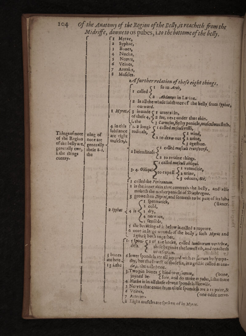 io4 Midriffi Anatomy of the 'Region If • # « )it reacheth from the bottome of the bd Things of note of the Region of the belly arc< generally ewe, hthc things contay- tiing of note are generally < ihele 8* j# the downeto f I Myrac, 2 Syphac,' 3 Bones, 4 Nucha, . , 5 Nctm, 6 Vcines, 7 Arteries, 8 Mufclcfa *Afurther relation of thefe ebht things. f , n fo m sirab. * * i called -e  ■ ; >a Cz *4bdttrttn in Lanne. I * ?uSwhelclubft’ncctf thebeI1^ron>¥«, I MyracA J is made c j uttersbn, I ?f^efc4,< 2 far, next under that skin, t/. the c j Carnofia}{ie(hypanicle,tnulcuJous fleih. CP lied mb/rjfi vp£Vt 4. in this r iubtlance arc tight nuifclcjy. i* 2 Iongi* tudiaals. ■ • ' *♦ * latitudinals^ (called mfeutirelii, C i wind, a to drays out y z urine, S egeftion. called mufeuli rren/vtrfi. V l I 3 bones 2 to retaine things. i called rmfeuli obliqui. J. 4- Obliqui/ ... 5 1 ven*oftie, Jto expeii *< 1 urine, r. ,n . , ^ M odour*, &c. ’ 1 f 1 caned the Peritoneum. i 1 U h <he inner skin that coyerctk thc belly, and »1& j maketh the nether panicle of ‘Dhpbratma. I 3 groweth to Otyrgcand fcenietb to be part of its (uba I a sr*:; <»—4 I4is<j3dry, / 4 f'iervousu fcnfible. l thc bnflnK of it below is called a rupture. * Srtb-rbba^ y:';rfolt^e bl-'dy , fuch Myrac and y both together. 1 tlef*0** 5 1 ° i c‘^e^ lumhorum vertebr*, C S* s thefe begins* theioweff riband reacheth v to-flsfacrim. : \ v i cv?cr pondch are a!i jayard with facrim by fya>pa- thy, but the Ihweft ofthnfUv „ „. Jn p JL are here «.*, JV; *iC4u jqyoed with 0f by fyo^pa- SE* -*«**«*£ «■ 5'Tr„&i°ne* £ rhinJ t0 ■ (bone 4. llltiXaa!l t r 2‘andr° m/^‘V-'-hsfhar. 4, ffwes i-sn ailtbde eleven fpondd* llkewife 1 vSS»• piirc.S j 7 Arteries. Cone edde nerve. X.S hightnmfclcsare fpoken of in Myrac.