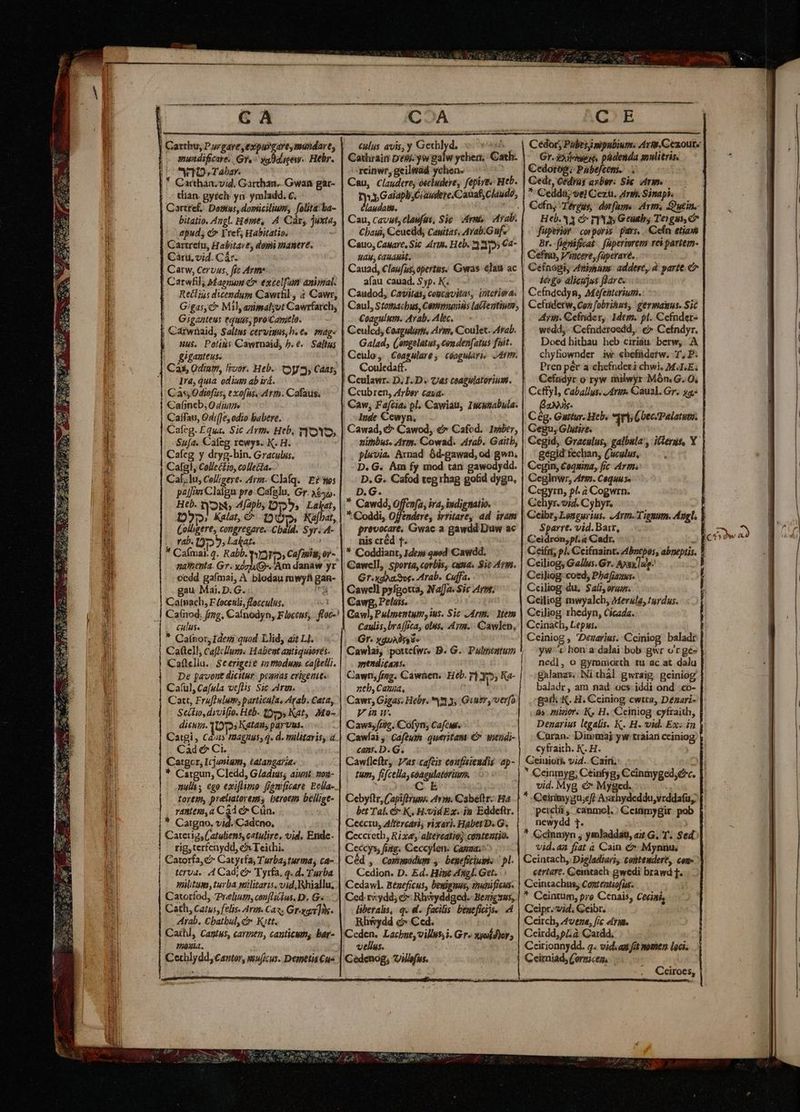 GA | Carthu, Purgare expurgare, mundare, || mundificare. Gre ^ ygBdlew. Hebr. | TD Tabar. | Cacthan. vid. Garchan.. Gwan gar- [.— dian gyrch yn ymladd; c. Cartte£. Dosis, dopticilium, folita ba- bitatio. Angl. Héme, A Cárs juxta, apud, c Frcf, Habitatip. Cartrefu, Habitaves doi manere. Cari. vid. Cár. Cartw, Cervus, fec Arme. Carwfil, Maenum £r excelf'an animal. Reílius dicendum Cawrhil , à Cawr, Gigas, C MI, animalyot Cawrfarch, Gigantes equas, proxCarielo. ; Carwnaid, $aliws cervus, h.e. mag- giganteuss 1ra, quia. odium ab irá. Cas, Odiefus, exofus. Arm. Cafaus. Ca(incb; 0 diu Caífau, Gdi[Je, odio babere. Cafeg. Equa. Sic 4rt« Heb, r1OYO, Sua. Cafeg rewys. K. H. Cafcg y dryg-hin. Graculus. Calfgl, Collec£jo, collecta. Cal.lu, Cellizeye. Aim. Clafq. | E? wos pala Clalgu pro-Cafglu. Gr. 3$. Heb. ron 4faph, 55, Lalkat, D)» Kalat, € Q) i» Kàfbat, Colhgere, congregare. Cbald. Syr.4- rab. 19755, Latat- , * Cafmai. 4. Rabb. T2» Caf iniu, or-. naltitnta. Gr. xg]. Am danaw yr ccdd gafmai, A blodau mwyh gan- gau Mai.D.G. a Calpach, F (ocesli, Hocculus. .| Caínod. fmg, Cafnodyn, Flocens, culus. * Cafnor, Idem quod Llid, ait Ll. ! Caftell, Caflcllum. Habent autiquiorés- Cafleliu.. Seerigeze 22 modum caffetii. De pavont dicitur. pcanas crigente. Cafíul, Cafula veftis. Sic Ari. Catt, Frufiwlum; particila« Arab. Cata, Sectio, drvifio. Heb. (ey, Kat, Mo- dicum. [Oj?» Katan, parvus. Catgi, C45 IBagus, q. d. militayis, 4 Cad € Ci. Catgcr, Icjumiam, éatangaria. * Cargun, Cledd, G/adiis; ain. mon- nuls ego exiflumo ff&amp;mificare Bella-. Lorem, preliatorems berotin bellige- rantem,a Cad c» Cün. Caigno. vid. Cadcno, Caterig, ('atuliens, catulire, vid. Ende- rig, terfenydd, e Teichi. | Catorfa, e Catyrfa, Turba turma, ca- terua.. 4 Cad; c» 'Tyrfa. q. d. Turba militum, turba mülitaris, vid, Rhiallu. Catorfod, Prelium, cónflilus. D. G« Cath, Catus, felis. Arm. Caz. Gr-ygar] ns. rab, Cbatbuly c Ktt. Cathl, Captus, carmen, canticims bar- áàxia. Cechlydd, Cantor, muficus. Demetis Cue |* CoA culis avis, y Gechlyd. vx Gathrain Desi. yw galw ychen, Cath. rcinwr, geilwad ychen. Cau, claudere, óechudere, fepire. Heb. vx Gaiapb;Ciawdere.Cauaf,Cláudo, laudate. 8.7, Cbayi, Ceucdd; Cauitas. Arab. Gufe Cauo, Caware, Sic. Arn. Heb. 23 215 Ca- HAM, £ARABÉL. Cauad, Claufus,opertas. Gwas «laa ac afau cauad. $yp. K. Caudod, Cavitas, coptavitas, intefisra. Caul, Stomacbus, Cémpiuvins laitentiutn, Coagulum. Arab. Alec. Galad, (,ongelátus, conden[atus fait. Couledaff. | Caw, Fafcias pl. Cawiau, I5eutabula. Inde Cewyn, Cawad, € Cawod, €» Cafod. - Ipaber, nimbus. Arm. Cowad. 4rab. Gaitb, pluvia, Axnad 6d-gawad, od gwn. D.G. Am fy mod tan gawodydd. D. G. Cafod teg rhag gofid dygn, D.G. * Cawdd, Offen(a, ira, indignatio. * Coddi, Offendere, irritare, ad iram prevocare, Gwac a gawdd Duw ac nis cred f. * Coddiant, Ide» quod. Cawdd. Cawell, sporta, corbis, cuna. Sit Armi. Gr.xgoa ve. Arab. Cuffa. Cawcll pyfgotta, Na[Ja. Sic Zrni. Cawg,Pelaií. Cawl, Pulmentum, ius. Sic Jdrm. Mem Caulis, brajJica, olus, 4m. Cawlen, Gr. XguAdsa és Cawlai, ;potte(wr. D. G.- Pulpientum mend;caas. Cawn; fma, Cawnen. Heb. p] 35; Ka- zeb, Canaa, Cawr, Gigas. Hebr. m 3, Gur, verfo ya. Caws;pig. Cofyn; Cafcut. Cawfai ,' Cafturn queritam: €» witidi- cans. D. G. Cawlleftr, Vas cafeis coufisiendis ap- tum, fifcella, eóagulatórinna C É Cebyftr, Capifóruss. Arm. Cabeftr. Ha bet Tal. &amp; K, H-vidEx. in Eddeftr. Cecctu, Altercaris rixari. Habet D. G. Ceccreth, Ri xe; altercatio; contentio. Ceccys, fite. Ceccylen: Capa Céd, cCornmodum , begeficiums . pl. Ccedion. D. Ed. Hine «ag. Get. Cedawl. Bégeficus, bemignus, tmunifieus. Ced. re ydd; c Rhwyddged.- Berigsms, liberalis, q. d. facilis. benefici. i Rhwydd c Ced. velíus. Cedenog, Villefus. MM M —À— M —————ÀÀ C. E Cedor; Poles mpnbium. Art Cezoute Gr. &amp;xienye ii, püdenda suulitris. Cedorog; Pabefcens. . C«edr, Cediag asber: Sie. atri. * Cedda; vel Cezu. Ari. Simapk. Ccfn, Térgus, dorfums. Arm, Quein. Heb. A5 e^ r1» Geusb Teigus, c fuperior corporis: pars... Cefn etiam Br. -fignifocat fuperiorem repartem- Ceftin, Vincere, (üperave. : iergo alicujus ffarc. Ceíndedyn, Mefeaterium. | Cefniderw, Con fobrihns, germaunus. Sic Ain. Cefnider, Idem. pl. Cefnder- weédd; .Cefndsroedd,. €» Cefndyr. Doed hithau heb ciriau. berw, À chyfiownder iw «befüderw. T, P: Pren pér a-chefnderi chwi, M.LE; Cefndyr o ryw imilwyr Món G. O, Ccffyl, Caballus. J4rps. Caual. Gr. 44 Baie Cég. Gattur. Heb. Gegu, Giytire. Gegid, Graculus, galbala', itierds, Y gegid fechan, (uculus, Cegin, Coquina, fic Arm. Ceginwr, Argi. Caqun s. Cegyrn, pl. à Cogwrn. Cehyr. vid. Cyhyr. Ceibr, Longurius. Arm. Tiguum. Augl. Sparrt. vid.Bair, Ceidron, pl. a Cadr. à; Ceifr, pl. Ceifnaint. Zzbzepos, abpeptis Ceiliog, Galles. Gr. Apsy lag: Ceiliog coed, Pha [jaxws. Cciliog du. $ali, rau. Geiliog mwyalch, Mer&amp;la, turdus. Ceiliog rhedyn, Cicada. Ccinath, Lepus. Ceiniog , Dezarius. Ccinio ku C beciPalatuto. baladr nedl, o gymmiorth tu ac at dalu gxlanzs. Ni thál gwraig geiniog baladr, am nad oes: iddi ond .co- [. gal K. H. Ceiniog cwtta, Deaari- às minor: K, H. Cciniog cyfraith, Denarius legalis. K. H. vid. Ex. in Curan. Dimmaj yw traian ceiniog cyfraith. K. H. Geiuiofi, vid.. Cairi;: ob * Ceinmyg, Ceinfyg, Ccinmyged, ex. |. vid. Myg €» Myged. | * einimygu;eft Axrhydeddu,vrddafu, peiclii ,: canmol. : Ceinmygir pob | newydd 1. Gcinmyn , ymladdat, «t G. T. Sed. vid.aa fiat à Cain c Mynnu. Ceintacb,. Dieladiaris contendert, cou- certare. Geintach gwedi brawd f. Ceintachus, Conteatiofus. * Ceintum, pro Cenais, Ceciai, Ceipr.vid. Geibr. i Ceirch, 4vena, fic «tria. Ceirdd, p 2 Cardd. Ccirionnydd. q. vid. aufi nomen loci. Ceirniad, (ormices, * Cceiroes,