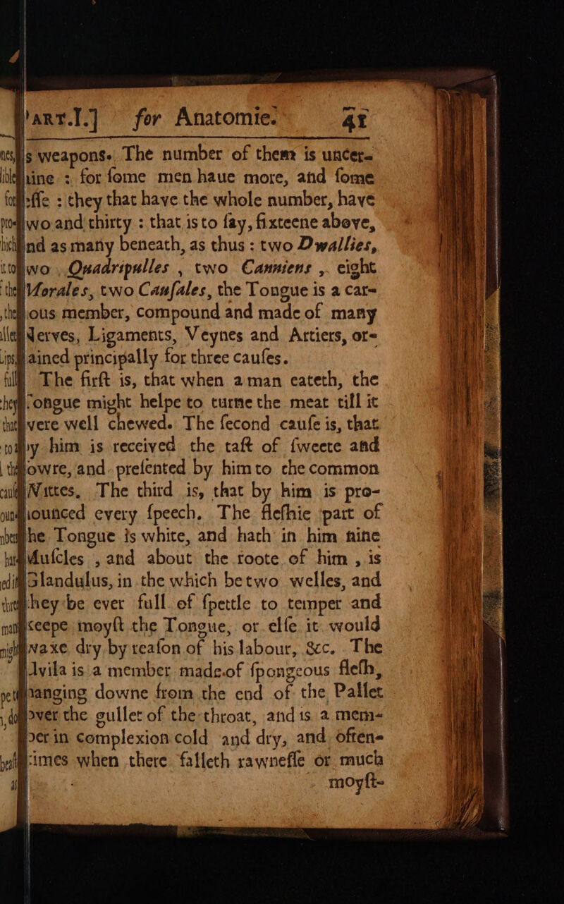 hane.l.} for Anatomie. at s weapons. The number of them is uncere ine : for {ome men haue more, and fome ileffe : hey that have the whole number, have Pos wo and thirty : that isto fay, fixteene abeve, ihn as many beneath, as thus : two Dwallies, vo Quadripulles , two Canniens ,. eight WVorales, two Caufales, the Tongue is a car= thf. ous member, Compound and made of many \la§Nerves, Ligaments, Veynes and Artiers, ore is Jained principally for three caufes. ull The firft is, thac when aman eateth, che i ongue might helpe to turme the meat till it vere well chewed. The fecond caufe is, that topy him: is received the taft of {weete and tijowre, and. prefented by himto che common @Nittes, The third is, that by him is pro- } the Tongue is white, and hath in him nine Mutcles , and about the roote of him , is dif slandulus, in the which betwo welles, and jp heybe ever full of fpettle to temper and mceepe moylt the Tongue, or elfe it would cia. xe dry by reafon of his labour, gcc. . The jAvila is. a member made.of {pongcous fleth, pet anging downe from the end of the Pallet ,dqgever the gullet of the throat, and 1s 2 mem- Per in complexion cold and dry, and, offen- Himes when there falleth rawnefle or much moyft- oo ert ASH ENSOEAI AIF Lami NC APR SRE IENRSMIN ma a