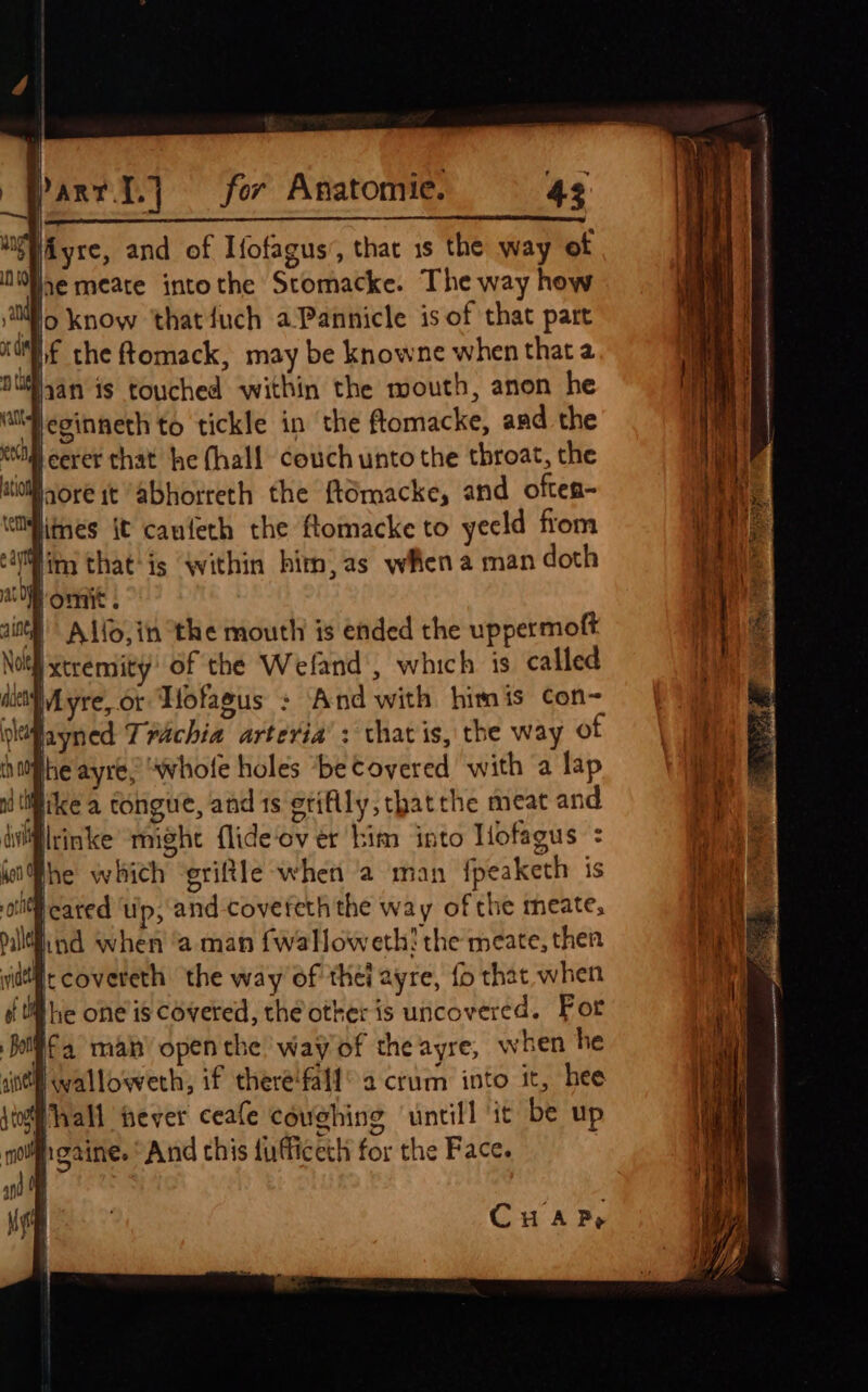 Hiyse, and of Ifofagus’, that 1s the way of se meate intothe Stomacke. The way how lo know ‘thatfuch aPannicle is of that part 4 Heginneth to tickle in the ftomacke, and the }eerer that he (hall couch unto the throat, the Waore it abhorreth the ftomacke, and oftes- ‘ limes it caufeth the flomacke to yeeld from Me iim that-is within hitn,as wena man doth Wad ; aOR OMe . I dl Alfo,in the mouth is ended the uppermoft A xtremity of the Weland, which is called aoe Lyre, or Hofagus : And with himis con~ at kfayned Trachia artevia’: thatis, the way ot i nMphe ayre, “whole holes ‘be covered with a lap ! nd ‘ like a congue, and 1s etifily, thatthe meat and \ 4 By iflrinke might flide‘ov ér bim into Hofagus = Ai Phe which ‘griftle when a man fpeaketh is 5 He ee oti eared lip, and coveteth the way of the meate, eal pill nd when ‘a man {walloweth? the meate, thea Bipl vide covereth the way of thei ayre, fo that when of ti he one’is covered, the other is uncovered. For hola man open the way of the ayre, when he sin wallowerh, if there‘fall’ a crum into it, hee jim hall hever ceafe coughing ‘untill ‘it be up a ngaine. * And this {ufficech for the Face. and OF i: (ra CuaP,