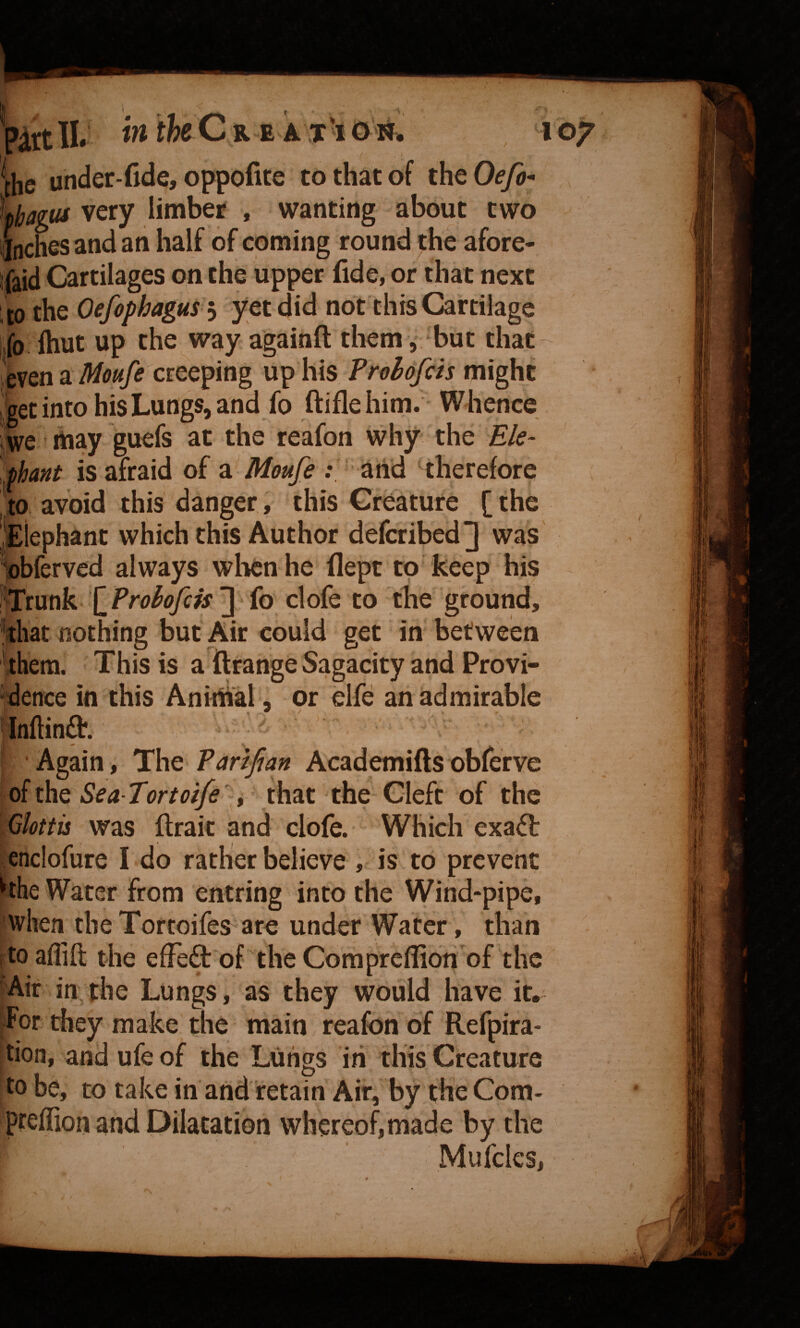 ihe under-fide, oppofite to that of theOfy^- haius very limber , wanting about two ,nches and an half of coming round the afore- faid Cartilages on the upper fide, or that next ,to the Oefophagus j yet did not this Cartilage ib fhut up the way againft them, but that-^ even a Moufe creeping up his Frolofcts might 'get into his Lungs, and fo ftifle him. Whence we' may guefs at the reafon why the Ele¬ phant is afraid of a Moufe .‘ arid ' therefore to avoid this danger, this Creature [ the Mephant which this Author defcribed] was bbferved always when he flept to keep his ^^t\xvk [^Prohofcis ] fo clofe to the ground, 'jthat nothing but Air could get in between them. This is a ftrange Sagacity and Provi¬ dence in this Anithal , or elfe an admirable Inftinft. - Again, ThQ Partfian Academiftsobferve of the Sea-Tortoife't that the Cleft of the Qlottii was ftraic and clofe. Which exaft enclofure I do rather believe , is to prevent ‘the Water from entring into the Wind-pipe, when the Tortoifes^ are under Water, than toafiift the effeft of the Compreflion of the Air in the Lungs, as they would have it,^ For they make the main reafon of Refpira- tion, and ufe of the Lungs in this Creature to be, to take in and retain Air, by the Com- pteflion and Dilatation whereof, made by the Mufclcs, f