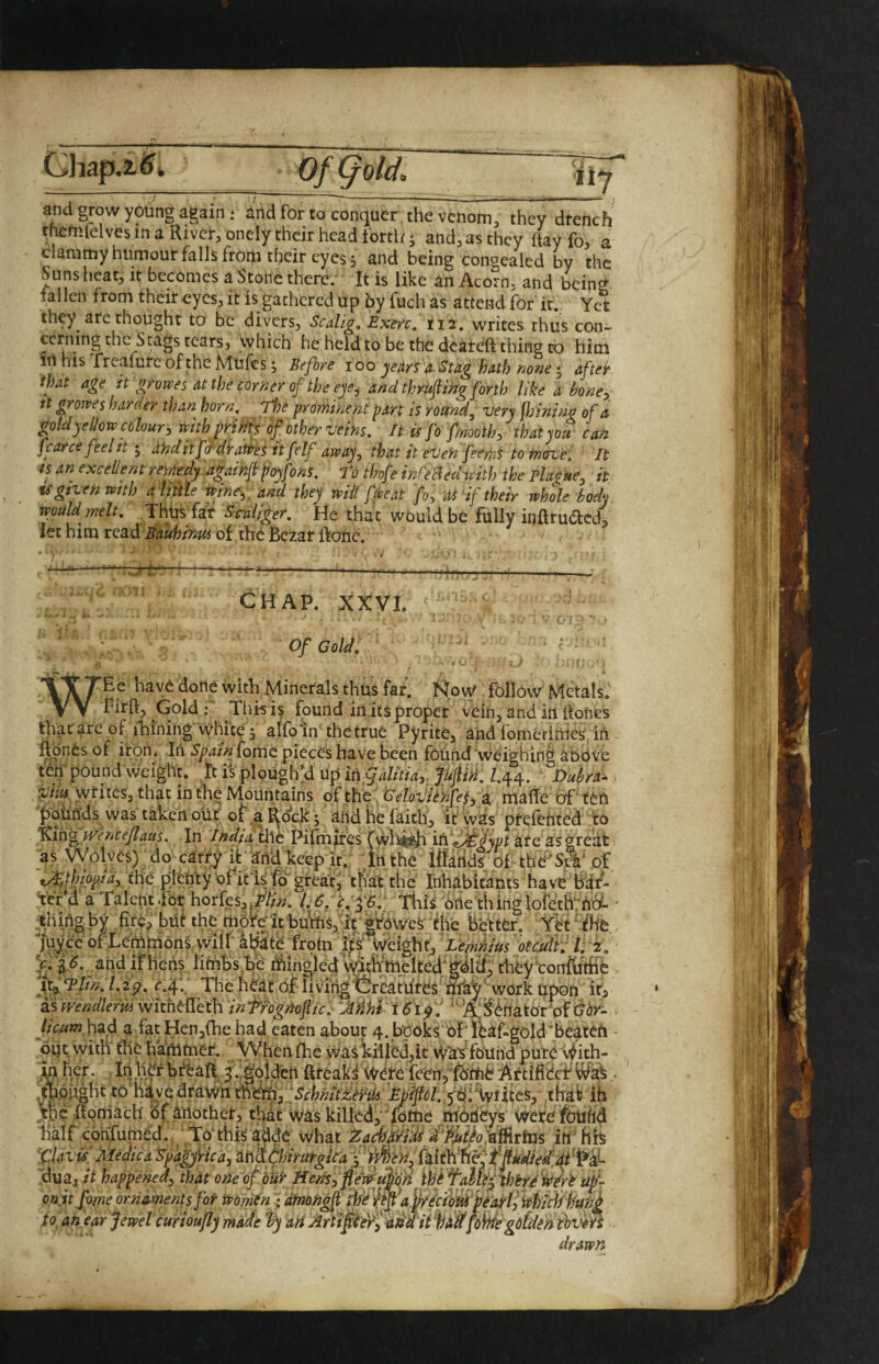 Qiap.i^ and grow young again ; and for to conquer the venom, they drench themfelves in a River, onely their head forth j and, as they Ray fo, a clammy humour falls from their eyes 3 and being congealed by the Suns heat, it becomes a Stone there. It is like an Acorn, and bcin^ fallen from theireyes, it is gathered up by fuchas attend for it,. Yet they arc thought to be divers, Scalig, Exerc. 112. writes thus con¬ cerning the Stags tears, which he held to be the dcareft thing K) him that age ft granges at the corner of the eye, and tkrttfiiig forth like d bone, ft grojves harder than born, pje prominent part is round, very jljiniug of a gold yellow colour, with prim of other veins. It is fo fmooth, ■ that you can fcarce feel it ^ ahditf^drat^esitfelf away, that it eiJeh feemi tofnave. It is an excellent remedy 'againfl poyfons. Td thofe infeBedwith the Plague, it is given with aliitie wine,^ and they will fwe at fo, 'Oi if their whole body, tpould melt. Thus fat S-caliger. He that would be fully inftru^lcdj let him read Bauhinus of the Bezar jfone. r. -mm mr C^HAP. XXVI. V 01 Of Gold. w ■ t Ee have done with Minerals thus fat. Ko\y follow Metals.' Pirft, Gold;' Thisi^ found in its proper vein, and in Rohes jtare of ihining' vyhice 3 aIfo1n\thetrue Pyrite, and fornerime^. ih fmnes of iron, In SpainfomQ pieces have been found'vveiehlri^ abdve tv I'VnlniirrKM ^^r^ In 7 m\ -«p ...-- 1--.'^ * w vvwxtii ten'pound weight, ^t is plpughjd up Jafih. Z.44. '^Dubra^ ^ jt t t % 9 T t m M . — A. - — • Z*' . ^T ? j 1 pm writes, that in t'h^ Mountains of the' Oelovie^i, a ma Re of Ten 'potinds was taken out; oVal^o^ ; add he faith, it'Ws pterehced to l^in^mnce/laus. In India'tht Pifhiires (wluj^ iii ^'£ypt areas great as Wolves) do carry ifc and keep It. ,;trt the iffaiids ofThe'Si¥ of ol^^hVtr'nFir'?c Trt* rr4-«A%l fcU « I_ as vvpivcs) ao carry it and keep it. Trtthe Itlands of the^'Si^e tyfJhippidy tbe ptehty ofit'isfd great, tha't the Inhabitams have Bdi ttf d a Talent-for horfes,///». l.6:c:^6.y This '^fle thinglofet6^n-(i i-ri inrr KiV _.■ Orij T/ungby but the m6tVfcbi^ns,%|tewcS'f hetter, Yet^te.. 'juyyc of Lemmons, wilf al^te trptu ‘ Wbight, Lemnius 'omlf^ U 2. V.3.(5.^ ahd,ifhens lihitis he i^Jingled Witivmeited'^dl^' The heat of livingtllrcardresTfity'work Rp'o^ ir, B'mndlefmwixht^^Qth in'ffognoflic. 'Mhl t6i^f 'Wi^<^hator0ftjdir- bad a fat Hcn,{he had eaten about 4. ,books bf'l^af-gold‘beaten oiltwith the ha'mmet. Whenfhe vvaskiilbdjlt vva's fo'und pute v^ith- Ihh^rbr^aaT., golden ftfeakf f^ere feenj'fbttib .. T|pught to'h'dvq drawh ■j^p/.yp‘!'\yfites, thdk ih the Rpmach of another, that was kiUd,-Tome .moneys wetefbuhd A* * TP w* ►Vi rV M J'A _