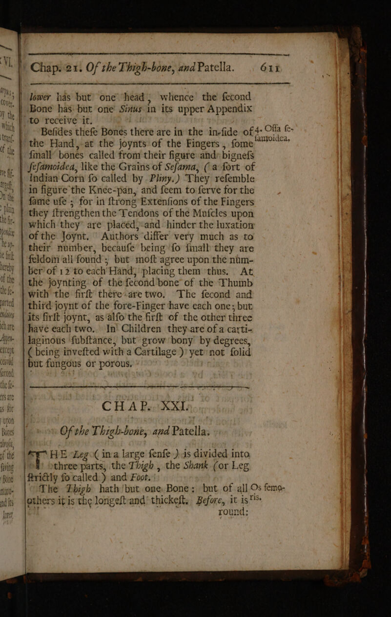 parted ch are ceived nd its ara Chaplet! Of the Thigh-binesendPatella. 613 fe Tm a SO A OD Pee NE | lower has but one’ head} whence’ the fecond | Bone has: but one’ Siius in its upper Appendix | to receive “it. | Befides thefe Bones there are in the in-fide of * Olfa (c- | the Hand,-at the joynts of the Fingers , fome Rea. | {mall bones called from their figure ahd bignefs | fefamoidea, like the Grains of Sefama, (a fort of ) Indian Cori fo called by Pliny.) They refemble / in figure the Knee-pan, and feem to ferve for the | fame ufe ; for in ftrong’Extenfions of the Fingers they itr engthen the Tendons of the Mufcles upon k | which they’ are placed) and. hinder the luxation | of the Joynt. Authors “differ very much as to | their number, becaufe being fo fimall they are feldoin ali found : but moft agree upon the nim- ber’ of 13°to each’ Hand, placing them ‘thus, At \ the joynting of the fecond bone’ of the ‘Thumb af with the firft there-are two. The fecond and | third joynt of the fore-Finger thave each one; but | its firlt joynt, as ‘alfo'the firft of the other three have each two.. In’ Children they-are of a carti- | Jaginous ‘fubftance, but grow bony by degrees, | ( being invefted with a Cartilage)’ yet’ not folid | but fungous or porous. | | CH A Pest XXL Of the Thigh-bonk, and Patella: an HE Lego( ima large fenfe as divided into | three parts, the Thigh , the Shank (or Leg \ftritly fo called.) and Foot. | | The Thigh hath ‘but one Bone; but. of all Os feme- others itis the longeft-and’ thickeft. Before, it ae eae rounc ieee Pip ENR ae RY aan Re SSE SSE nA nis iN, NATE ERIONS LOMO race me snag gee ea