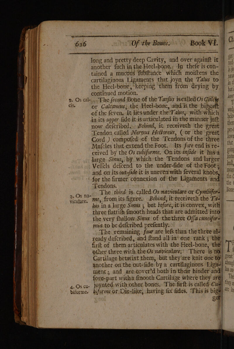 RS AG ETS, long and pretty deep Cavity, and over againft it another fuch in the Heel-bone.; dn thefe is con- | tained a mucous fubftance which moiftens the v | cartilaginous Ligaments that joyn the Talus to ia fT ime the Heel-bone, ‘keeping ‘them from drying by oy Wd continued motion. , Ha 2. Os cal-.... The fecond Bone of the Tarfus iscalled Os Calcke |  ] Cis. or Calcaneus, the ‘Heel-bone, :aind is the bipgelt | , | of the feven, It lies under the'f aiusp with which | i : ] in its upper fide it-isarticulated ih the manner juft | ul now def{cribeds, Bebmd, it receiveth the great | ii Tendon called Wervus Hetforeus, (or the ‘great | Cord ) compofed'.of the TPendons of the three — ion Aes | Matcles that extend the Foot. Its fore end is re- © ct, yh) ceived by the Os cubiforme. Onits infide it hasia | 2 i | large Sinus, by which the ‘Tendons and larger” i et Veflels defcend to the under-fide of the Foot + kal, ey and on its out-/sdeit is uneven with feveral knobs, | |” : for the firmer connexion of ‘the Ligaments ‘and || Tendons. : oie “8 The third is. called Os naviculare or Cymbifora me, fromits figure. Bebind, itteceiveth the Fa- lus in a large Smus ; but beforepitis convex, with | three flattifh fmooth heads that are admitted into the very fhallow Simus of thethree Offa cuneifor- mua to be defcribed prefently: i The remaining four are lefs than the three al- i | ready defcribed, and ftand all im! one rank the. firft of them articulates with ithe Heel-bone, 'the| other three with the Os naviculare;! There is nd Cartilage betwixt them, but they‘are knit one to’ another on the out-fide by a cartilaginons. Liga} ment; and arecover?d both in their hinder and! A fore-part witha fmooth Cartilage where they are 3. Os na- yiculare. thoug| bas no The they af 4.Oscu- Joynted with othen bones, The:firft-is called Cus biforme. biforme or Die-like, having fix fides. ‘This is big? ger tro | alt jo)