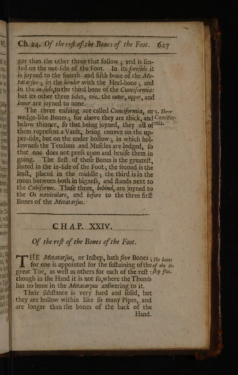 Vt tit} COD. ti M to g by ali ety hich the Peat pret three i iste. asa ker one Foot: knobs S an “| mim he Tm with Nt Tae 7 ee ee 4 ki a a a Ch.24.cOf the reft ofirhe Bones of the Foot. 6x7 ger than, the other three that follow,; and is fea- ted on the out-fide of the:Foot. In. its forefide it As. joyned, to the fourth. and fifth bone of the AZc~ tatarfus, in the hinder with the Heel-bone ; and in the au-/ide,to the third bone of the Cuneiformia: but its other three fides, viz. the outer, upper, and lower. are joyned to none. | The three enfuing are called Cuneiformia, ors. Three wedge-like Bones ;, for above they are thick, and Cuncifor- below thinner, fo that being joyned, they all of ™* them reprefent a Vault, being convex on the up- per-fide, but.on the under hollow ;. in which hol- lownefs the Tendons and Mufcles are lodged, fo that ,one. does not prefs upon and bruife them in going. ‘The firft, of thefe Bones is the greateft, feated in the in-fide of the Foot; the fecond is the leait, placed in the middle; the third isin the mean between-both in bignefs, and ftands next to the Cubiforme. Thefe three, bebind, are joyned to the Os uaviculare, and before to the three firft Bones of the Aetatarjus. CHAP, XXIV. Of the reft of the Bones of the Foot. THE Metatarfus, or Inftep, hath five Bones ; rhe genes for one is appointed for the fuftaining ofthe of the In- ep five. though in the Hand it is not fo,where the Thumb Their fubftance is very hard and folid, but Hand. SR a cS SR RE ES tA is SO ADT TETAS ARIE ap SI NE rN