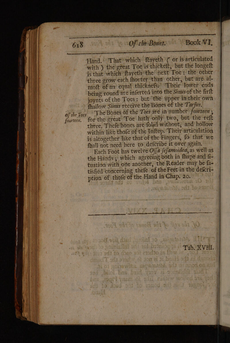 OF the Foes fourteen. Of the Bones. Book VI, si mM: : Hand.) That’ which fKayeth’ ¢ or is articulated with ) the'g#eat Toe is'thickeft, but the longeft is that which ftayeth’ the’ next Toe: the other three grow each fhorterthan other, but’ are: al- fioft of an’ equal thitknefS.’ “Their lower ends being round’are inferted into the Sinus of the firft joynts of the Toes: but the upper in their own fhallow Sinus receive thé Bones of the Tarfus. The Bones Of the Toes are in number’ fourteen ; for the great ‘Toe hath only’ two, but the ‘reff thice. Thefe’bones are folid without, and’ hollow within like thof of the Inftep: Their articulation is altogether like that of the Fingers, fo that we fhall not need here to defcribe it over again. Each Foot has twelve Offa fefamoidea, as well as the Hands ;' which agreeing both in fhape' and fi- tuation with one another, the Reader may be fa- tised concerning thefe of the Feet in the deicri-