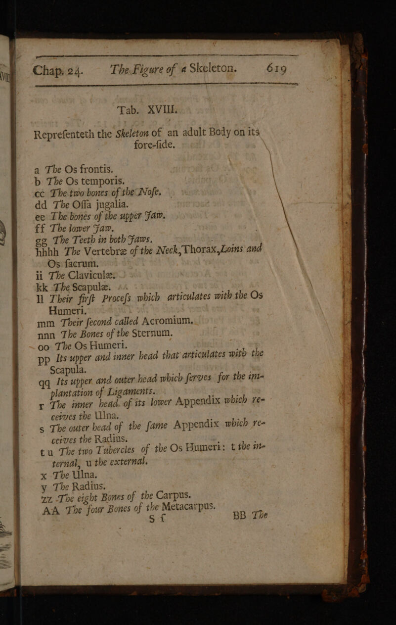 AL oe ee re nee ren Tab. XVIII. fore-fide. a The Os frontis. b The Os temporis. dd The Offa jugalia. ee The bones of the upper Faw. ££ The lower Fam. | \ 4 gs The Teeth in both Faws. . Ahhh The Vertebre of the Neck, Thorax,Loins and Os: facrum. ii The Clavicule. kk The Scapule. +. | ll Their firft Procefs. which artsculates with the Os . Humeri. mm Their fecond called Acromium. non The Bones of the Sternum. oo The Os Humeri. pp [ts upper and inner bead that articulates with the Scapula. . Its upper and outer head which ferves for the im- plantation of Ligaments. atts + The inner bead. of its lower Appendix which ree ete en ete NM as . a eentelieetemmemntoe mete teat S er ene cs theese Os ASSN STING AIR anon we reminigi 9M APE mT ean ceives the Ulna. | s The outer bead of the fame Appendix which re- ceives the Radius. tu The two Tubercles of the Os Bumeri: t the wm- ternal, u the external. x The Ulna. y The Radius. Z7. The eight Bones of the Carpus. AA The four Bones of the Metacarpus. sf ae i BB The enemies 4. 2 ee tens na Se