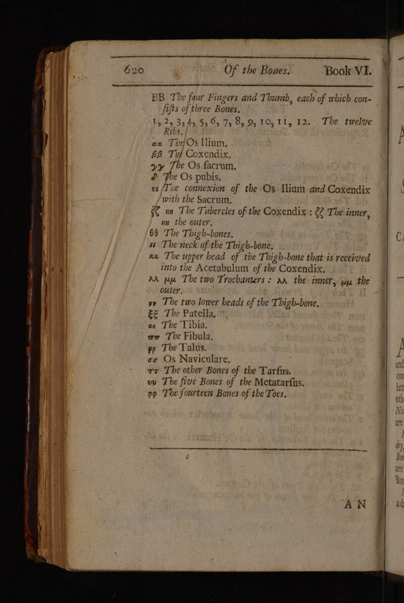 BB The fie Fingers and Thumb, each of which con- fifts of thr ee Bones. Ty 2, 3a Ay 59 6, 7) 8, 9,10, 11, 12. The twelve Ri bs. Os Ilium. LE a Coxendix, be Os facrum. 2¢ Os pubis. ne connexion of the Os Tlium and Coxendix with the Sacrum. 4” un The Tubercles of the Coxendix : 02 The i inner. un the outer, a The neck ofthe Thigh-bone, ux The upper head of the Thigh-bone that is received into the Acetabulum of the Coxendix. AA mu The two Trochanters: aa the inner, up the outer. : yy The two lower heads of the Thigh-bone, da The Patella, oo The Vibia. an The Fibula, pp The Valus. o¢ Os Naviculare. rz The other Bones of the Tarfus. vu The five Bones of the Metatarfus. o¢ The fourteen Bones of the Toes.