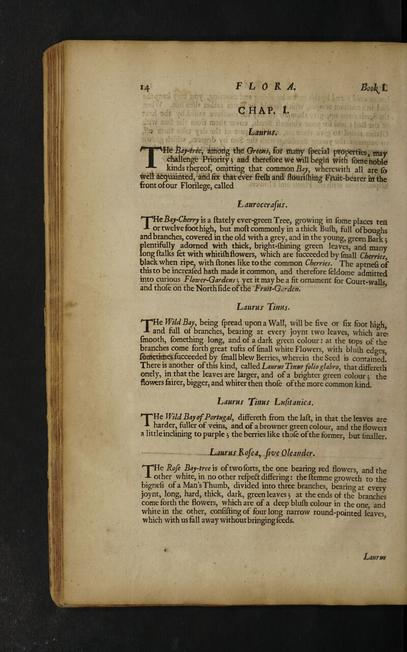 CHAP. t. . . j ’^iLanrusi. >; .r i ' f r . ' I < i rn i-,, (' V.'. f, '^{if , • ^ '' t ' ‘ ' ■ ’ ‘ ‘’z* THie liindrig the Gree«/j fot thaiiy (pedal'y^Opertib^ tnay i^llCng^ Priority 5 aadf therefcMre we Will bcgiii With foriiehoble kinds thepof, omitting that common Bay,, wherewith all are (b WelHi^tiaihtedV^hdfix thatdvet frelh ind fldurifhiiig Fmit-bcarer iii the front ofour Florilege, called ‘ . Lanrocerafns, '^He5^j^-C^e)*r^isa ftately ever^greenTreCj growing in fome places teil J- or twelve foot high, but moft commonly in a thick Bulb, full of boughs and branches, covered in the old with a grey, and in the young, green Bark 5 plentifully adorned With thick, bright-lhining green leaves, and many long (talks (et with whitiihflowers, which are mcceeded by fmall Cherries black when ripe, with ftonb like to the common Cherries. The aptnels of this to be increafed hath made it common, and therefore (eldome admitted into curious Flower-Gardens'-) yet it may be a fit ornament for Court-walls and thole on the North fide of the Fruit-Garden. ^ Laurus Tims. THe Wild Bay, being Ipread upon a Wall, Will be five or fix foot high, and full of branches, bearing at every joynt two leaves, which ar4 finooth, (bmething long, and of a dark green colour: at the tops of the branches come forth great tufts of (mail white Flowers, with blufh edges, (bthetim^s lucceeded by (mall blew Berries, wherein the Seed is contained! There is another of this kind, called Laurus Finns folio glabro, thatdifferetH onely, in that the leaves are larger, and of a brighter green colour 5 the flowers feirer, bigger, and whiter then thole of the more common kind. Laurus Tims Lufuanica. '^He Wild Bay of Portugal, differeth from thelaft, in that the leaves arc ^ harder, fuller of veins, and of a browner green colour, and the flowers a little inclining to purple 5 the berries like thole of the former, but Imaller. - “ - —Luturus Rofe<i,„fwg.Oleander. THe Rofe Bay-tree \s of two forts, the one bearing red flowers, and the other white, in no other relped differing: the ftemme groweth to the bignels of a Mans Thumb, divided into three branches, bearing at every joynt, long, hard, thick, dark, green leaves 5 at the ends of the branches come forth the flowers, which are of a deep blufh colour in the one and white in the. other, confiftingof four long narrow round-pointed leaves which with us fall away without bringing leeds. ’ • Laurus