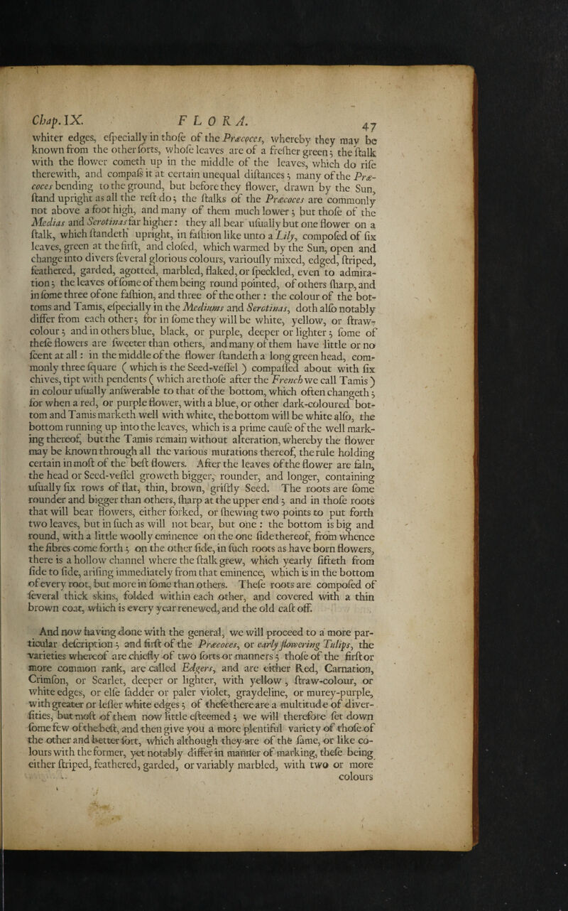 Chap. IX FLORA. whiter edges, efpecially in thofe of the Pr^cQces^ whereby they may be known from the other forts, whofe leaves are of a frelher green, theftalk with the flower cometh up in the middle of the leaves, which do rifo therewith, and compals it at certain unequal diftances ^ many of the Pro¬ ceeds bending to the ground, but before they flower, drawn by the Sun ftand upright as all the reft do ^ the ftalks of the Prococes are commonly not above a foot high, and many of them much lower ^ but thofe of the Medias and Serothiaskr higher: they all bear' ufually but one flower on a Ifalk, which ftandetK upright, in fafliion like unto a LHy^ compofod of fix leaves, green at the firfi, and doled, which warmed by the Sun, open and change into divers feveral glorious colours, varioufly mixed, edged, ftriped, feathered, garded, agotte^, marbled, flaked, or Ipeckled, even to admira¬ tion, the leaves of fome of them being round pointed, of others (harp, and in fome three ofone fdhion, and three of the other : the colour of the bot¬ toms and Tamis, efpecially in the Mediums and Serctinas^ doth alfo notably differ from each others for in fome they will be white, yellow, or ftrawT colour 5 and in others blue, black, or purple, deeper or lighter 5 fome of thefo flowers are Tweeter than others, and many of them have -little or no foentatall: in the middle of the flower ftandeth a long green head, com¬ monly three Iquare ( which is the Seed-veflfel ) compafled about with fix chives, tipt with pendents ( which are thole after the French we. call Tamis ) in colour ufually anlwerable to that of the bottom, which often changeth ^ for when a red, or purple flower, with a blue, or other dark-coloured bot- ' tom and Tamis marketh well with white, the bottom will be white alfo, the bottom running up into the leaves, which is a prime caufe of the well mark¬ ing thereof, but the Tamis remain without alteration, whereby the flower may be known through all the various mutations thereof, the rule holding certain in moft of the beft flowers. After the leaves of the flower are faln^ the head or Seed-veflel groweth bigger, rounder, and longer, containing ufually fix row^s of flat, thin, brown, 'griftly Seed. The roots are fome rounder and bigger than others, lharp at the upper end 5 and in thofe roots that will bear flowers, either forked, or (hewing two points to put forth two leaves, but in luch as will not bear, but one : the bottom is big and round, with a little woolly eminence on the one fidethereof, from whence the fibres come forth; on the other fide, in luch roots as have born flowers, there is a hollow channel where the ftalk grew, which yearly fifteth from fide to fide, arifing immediately from that eminence, which is in the bottom of every root, but more in fome than others. Thefe roots are compofed of feveral thick skins, folded within each other, and covered with a thin brown coat, which is every year renewed, and the old call off. I And now iaaving done with the general, we will proceed to a more par¬ ticular defeription 5 and firft of the Proeoccs^ oy early Jlojvering Tulips^ the varieties wbeieof are chiefly of two forts or manners 5 thofe of the firftor more common rank, are called Edgers.^ and are eitlier Red, Carnation, Crimfon, or Scarlet, deeper or lighter, with yellow, ftraw-colour, or white edges, or elfe ladder or paler violet, graydeline, or murey-purple, with greater or lefler white edges, of thefethere are a multitude of diver-. lities, but moft of them now little efteemed 5 we will therefore fet down fome few oftliebeft, and then give you a more plentiful variety of thofe of the other and better fort, which although they-are of thfe lame, or like co¬ lours with the former, yet notably diSer in manner of marking, thefe being cither ftriped, feathered, garded, or variably marbled, with two or more' colours A \ . / 1 1