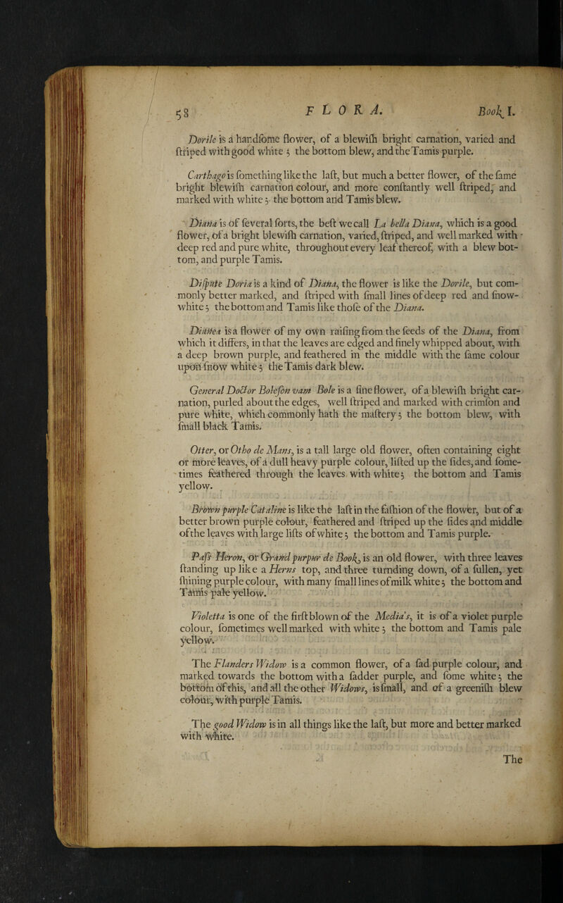 Dorih is a handfome flower, of a blewilh bright carnation, varied and ftriped with good white ^ the bottom blew, andtheTamis purple. Carthago is fomething like the laft, but much a better flower, of the fame bright blewifh carnation colour, and more conftantly well ftriped, and marked with white y the bottom and Tamis blew. Diana is of feveral forts, the beft we call La bella Diana^ which is a good flower, of a bright blewifh carnation, varied, ftriped, and well marked with • deep red and pure white, throughout every leaf thereof, with a blew bot¬ tom, and purple Tamis. DifpHte Doria is a kind of Diana^ the flower is like the Dorile^ but com¬ monly better marked, and ftriped with fmall lines of deep red and fhow- white 5 the bottom and Tamis like thofe of the Diana, Didffea is a flower of my own railing from the feeds of the Diana, from which it differs, in that the leaves are edged and finely whipped about, with a deep brown purple, and feathered in the middle with the fame colour upOri fnow white 5 the Tamis dark blew. General Doctor Bolefonvam Bole is 2l fine flower, of a blewifh bright car-’ nation, purled about the edges, well ftriped and marked with crimfon and pure white, which commonly hath the maftery^ the bottom blew, with fmall black Tamis.’ Otter, or Otho dc Mans, is a tall large old flower, often containing eight or more kaves, of a dull heavy purple colour, lifted up the fides, and fome- the bottom and Tamis / Brown purple Cat aline is like the laft in the fafhion of the flowbr, but of a better brown purple colour, feathered and ftriped up the fides and middle of the leaves with large lifts of white, the bottom and Tamis purple.- - *■ C.[ i Pafs Heron, or Grand pnrpur de Book^, is an old flower, with three leaves ftanding up lik e a Herns top, and three turnding down, of a fullen, yet fhining purple colour, with many fmall lines ofmilk white 5 the bottom and Taniispakyellow. ‘ • ' - C. ' Violetta is one of the firft blown of the Media s, it is of a violet purple colour, fometimes well marked with white 5 the bottom and Tamis pale times feathered through the leaves, with white 5 yellow. The Flanders Widow is a common flower, of a fad purple colour, and marked towards the bottom with a ladder purple, and fome white 5 the bottofnofthis,'and all the other Widows, is fmall, and of a greenifti blew colour, with purple Tamis. The good Widow is in all things like the laft, but more and better marked with white. \
