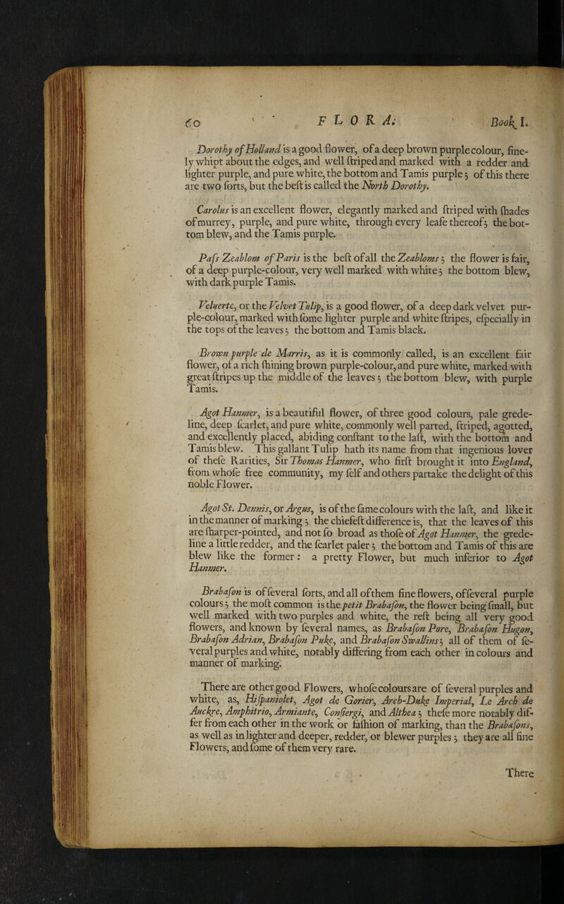 f.o ‘ F L 0 K A: ' , Darothy of Holland is a good flower, of a deep brown purple colour, fine^ ly whipt about the edges, and well ftriped and marked with a redder and lighter purple, and pure white, the bottom and Tamis purple 5 of this there are two forts, but the beft is called the North Dorothy, Carolus is an excellent flower, elegantly marked and ftriped with (hades of murrey, purple, and pure white, through every leafe thereof5 thebot- torn blew, and the Tamis purple. Pafs Zeahlom of Paris [sthQ beft of all the Zeahlonss j the flower is fair, of a deep purple-colour, very well marked with whiter the bottom blew, with dark purple Tamis. FeluertCj or the Velvet Tulips is a good flower, of a deep dark velvet pur¬ ple-colour, marked withfome lighter purple and white ftripes, efpecially in the tops of the leaves 5 the bottom and Tamis black. Brown purple de Marris^ as it is commonly called, is an excellent fair flower, of a rich fhining brown purple-colour, and pure white, marked with great ftripes up the middle of the leaves 5 the bottom blew, with purple 1 amis. Agot Hanmer^ is a beautiful flower, of three good colours, pale grede- line, deep fcarlet, and pure white, commonly well parted, ftriped, a^otted, and excellently placed, abiding conftant tothelaft, with the bottom and Tamis blew. This gallant Tulip hath its name from that ingenious lover of theft Rarities, Sir Thomas Hanmer^ who firft brought it into England^ from whoft free community, my ftlf and others partake the delight of this noble Flower. AgotSt. Dennis^ or Agus^ is of the fame colours with the laft, and like it in the manner of marking 5 the chiefeft difference is, that the leaves of this are fharper-pointed, and not fo broad as thoft of Agot Hanmer^ the grede- line a little redder, and the ftarlet paler 5 the bottom and Tamis of this are blew like the former: a pretty Flower, but much inferior to AQot Hanmer, r j 6 Brahafon IS offtveral forts, and all of them fine flowers, of ft veral purple colours 5 the moft common is the petit Brabafon^ the flower being finall, but well marked with two purples and white, the reft being all very good flowers, and known by ftveral names, as Brabafon Pore^ Brabafon Hugon^ Brabafon Adrian^ Brabafon Pukg-i Brabafon Swallins'-^ all of them of ft¬ veral purples and white, notably differing from each other in colours and manner of marking. There are other good Flowers, whoft colours are of ftveral purples and V/hite, as. Hifpaniolet^ Agot de Gorier^ Areh-Dukg Imperial^ Le Arch de Auchye^ Amphitrio^ Armiante^ Con^ergi, and Althea 5 theft more notably dif* fer from each other in the work or iaftiion of marking, than the Brabafons^ as well as in lighter and deeper, redder,* or blewer purples, they are all fine Flowers, andfome of them very rare. / There