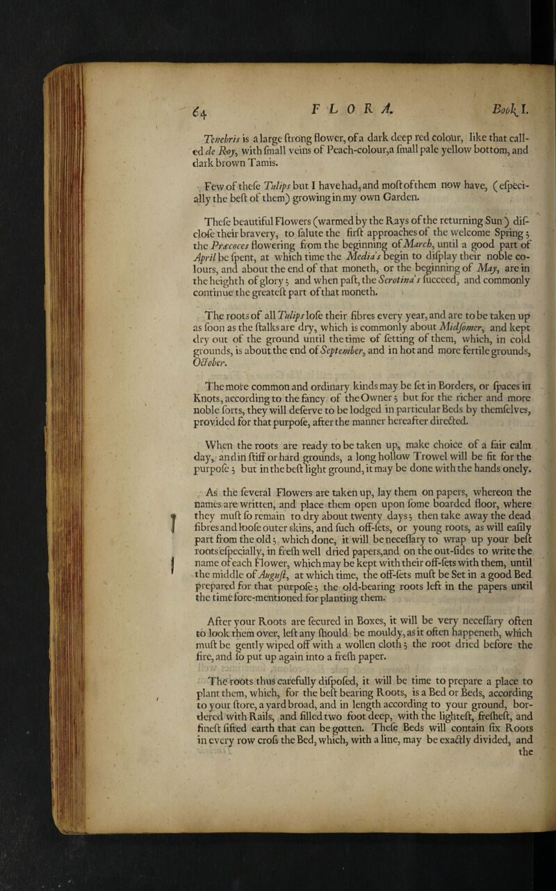 Ter;ebris is a large ftiong flower, of a dark deep red colour, like that call¬ ed de Roj^ with fmall veins of Peach-colour,a fmallpale yellow bottom, and dark brown Tamis. ^ Few of thefe T/dips hut I have had^ and moftofthem now have, (efp^ci- ally the beft of them) growing in my own Garden. f I r Thefe beautiful Flowers (warmed by the Rays of the returning Sun ) dif- clofe their bravery, to falute the firft approaches of the welcome Spring 5 the Pr<ecoces flowering from the beginning oUMcirch^ until a good part of April be Ipent, at which time the Media shtpn to difplay their noble co¬ lours, and about the end of that moneth, or the beginning of May^ are in the hcighth of glory 5 and when paft, the Serotinds fucceed, and commonly continue the greateft part of that moneth.' The roots of all TulipsXoR their fibres every year, and are to be taken up as loon as the ftalksare dry, which is commonly about Midfomer^ and kept dry out of the ground until the time of fetting of them, which, in cold grounds, is about the end of September^ and in hot and more fertile grounds, O&ober, The more common and ordinary kinds may be fet in Borders, or (paces in Knots, according to the fancy of the Owner 5 but for the richer and more noble forts, they will deferve to be lodged in particular Beds by themfelves, provided for that purpofe, after the manner hereafter diredted. When the roots are ready to be taken up, make choice of a fair calm, day, andinftiff orhard grounds, a long hollow Trowel will be fit for the purpole 5 but in the beft light ground, it may be done with the hands onely. • As the feveral Flowers are taken up, lay them on papers, whereon the names are written, and place them open upon fome boarded floor, where they muft fo remain to dry about twenty days, then take away the dead fibresandloofeouter skins, and fuch off-lets, or young roots, aswilleafily part from the old 5, which done, it will be^neceflary to wrap up your beft roots efpecially, in frefti well dried papers,and on the out-fides to write the name of each Flower, which may be kept with their off-fets with them, until the middle of Auguji^ at which time, the off-fets muft be Set in a good Bed prepared for that purpofe 5 the old-bearing roots left in the papers until the time fore-mentioned for planting them.’ ; After your Roots are fecured in Boxes, it will be very neceflary often to look them over, left any fhould be mouldy, as it often happeneth, which muft be gently wiped off with a wollen cloth 5 the root dried before the fire, and Jo put up again into a frefh paper. .r -77 87:;' j-- The roots thus carefully difpofed, it will be time to prepare a place to plant them, which, for the beft bearing Roots, is a Bed or Beds, according to your ftore, a yard broad, and in length according to your ground, bor¬ dered with Rails, and filled two foot deep, with the lighteft, frefheft, and fineft fifted earth that can be gotten. Thefe Bed^ will contain fix Roots in every row croft the Bed, which, with a line, may be exa^ftly divided, and