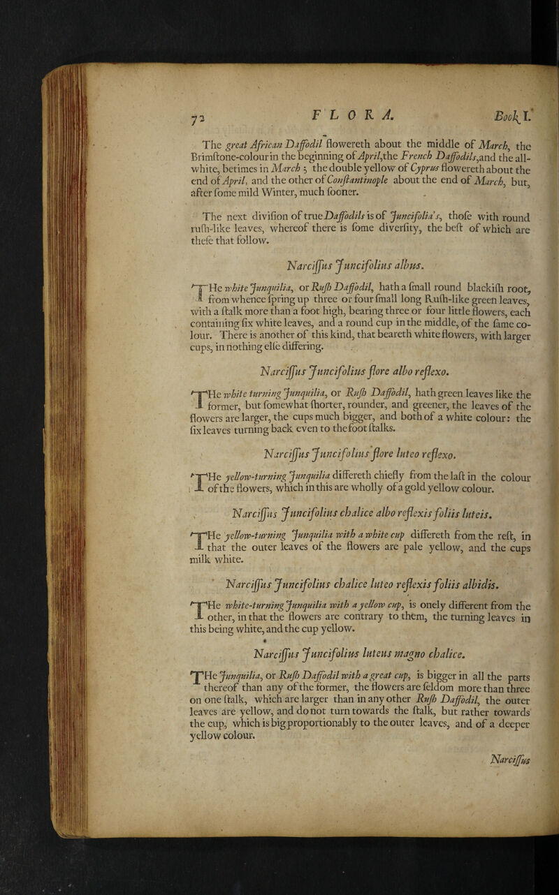 The great African Daffodil flowereth about the middle of March, the Brimftone-colourin the beginning of Jpri/,the French Daffodils,the all- white, betimes in March 5 the double yellow of Cyprus flowereth about the end oiApril, and the other of Conftantmople about the end of March, but, after fome mild Winter, much fooner. / The next divifion of trueD^j/2><^z/xisof thole with round ruQidike leaves, whereof there is fome diverlity, the beft of which are thefe that follow. f ). Narcilpis Juricifolms dihm, '~TMq white Jtmqmlia, OT Ruff Daffodil, hath a fmall round blackilh root, » from whence Ipring up three or four fmall long Rulh-like green leaves, with a ftalk more than a foot high, bearing three or four little flowers, each containing fix white leaves, and a round cup in the middle, of the lame co¬ lour. There is another of this kind, that beareth white flowers, with larger cups, in nothing elle differing. Narciffits Juncifolim jlore albo rejJexo, THe white turning Junquilia, or Ruff Daffodil, hath green leaves like the former, but fomewhat Ihorter, rounder, and greener, the leaves of the flowers are larger, the cups much bigger, and both of a white colour; the fix leaves turning back even to thefootlfalks. 'NarciffHsJnncifolius'florelHteoreflexo. #• ^T^He yellow-turning Junquilia differeth chiefly from the laft in the colour i i- of the flowers, which in this are wholly of a gold yellow colour. , Narciffns Jnncifolius chalice albo rejlexis foliis hiteis, THe 'yellow-turning Junquilia with a white cup differeth Torn the relf, in that the outer leaves of the flowers are pale yellow, and the cups milk white. > ;■ . : ' ’ Narcifpis Jpmcifolius chalice Inteo rejlexis foliis albidh, THe white-turningjunquilia with a yellow cup, is onely different from the other, in that the flowers are contrary to them, the turning leaves in this being white, and the cup yellow. ® Narcijpis Jnncifolim luteus magno chalice. XHe Junquilia, or Ruff Daffodil with a great cup, is bigger in all the parts thereof than any of the former, the flowers are leldom more than three on one ftalk, which are larger than in any other Ruff Daffodil, the outer leaves are yellow, and do not turn towards the ftalk, but rather towards the cup, whichisbigproportionably to the outer leaves, and of a deeper yellow colour. • jFarciffus