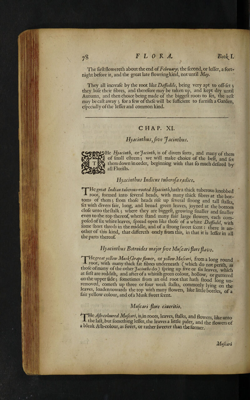 The 'firft flowereth about the end of Febrmry-i the fecond, or lefler, a fort¬ night before it, and the great late flowring kind, not until May, They all increafe by the root like Daffodils^ being very apt to off-fet $ they lole their fibres, and therefore may be taken up, and kept dry until Autumn, and then choice being made of the biggeft roots to fet, the reft may becaft away 5 for a few of thefe will be fufficient to furnifli a Garden, eipecially ofthe lefler and common kind. CHAP. XI. Hyacinthus^fiz^e Jacinthns. He Hyacinth^ or Jacmth^ is of divers forts, and many of them of fmall efteem 3 we will make choice of the beft, and fet them down in order, beginning with that fo much defired by all Florifts. Hyacinthiis Indicns tuberofa radices great Indian tuberous-rooted Hyacinth^h^ith'^ thick tuberous knobbed roq4 formed into feveral heads, with many thick fibres at the bot¬ toms of them 3 from thofe heads rife up feveral ftrong and tall ftalks fet with divers fair, long, and broad green leaves, joyned at the bottorn clofeuntotheftalk5 where they are biggeft, growing fmaller andfmaller even to the top thereof^ where ftand many fair large flowers, each com- pofed of fix white leaves, fpread open like thofe of a white Daffodil^ with fome ftiort threds in the middle, and of a ftrong fweet feent: there is an¬ other of this kind, that differeth onely from this, in that it is lefler in all the parts thereof Hyacinthus Botroides major Ji<ve Mufeariflorejiavo. ^^^dQgreatyellorv Muskprapeflomr^ or yellow Mu feari^ from a long round root, with many thick fat fibres underneath ( which do not perifh as thofe of many ofthe other do J Ipring up five or fix leaves which at firft are reddifh, and after of a whitifti green colour, hollow, or guttered on the upper fide 3 fometimes from an old root that hath flood long un¬ removed, cometh up three or four weak flalks, commonly lying on the leaves, loaden towards the top with many flowers, like little bottles of a fair yellow colour, and ofa Musk fweet feent. ’ Mnfcari flore cinmtio. ^THe Aflj-coloured Mufeari^ is,in roots, leaves, flalks, and flowers, like unto A the lafl, but fomething lefler, the leaves a little paler, and the flowers of a bleak Afli-colour, as fweet, or rather fweeter than the former. Mujeari