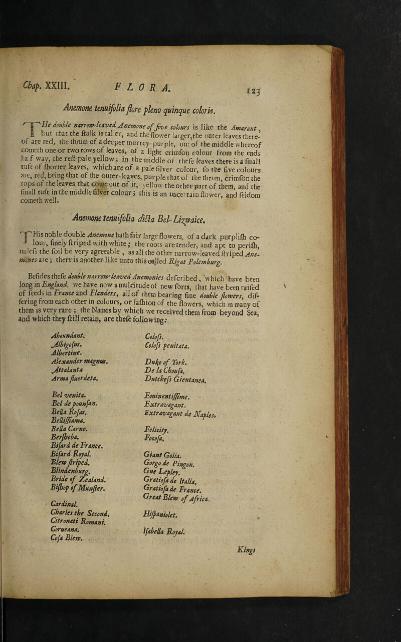 125 • ■ j. Antmom tenuifolia flore pleno quinque colom. He double narrow-leaved ./inemone of Jive colours is like the Amarant ^ buc that the ftalk is taller, and the flower larger,the outer leaves there- oi are red, the thrum of a deeper murre))'purple, out of the middle whereof cometh one or tw'o rows of leaves, of a light crimfon colour from the ends ha f way, the refl pale yellow; in the middle of thefe leaves there is a fmali tuft of fliorrer leaves, whichareof a palefilver colour, fo the five colours aie, red, being that of the outer-leaves, purple that of the thrum, crimfon the tops of the leaves that come out of it, yellow the other part of them, and the fiiiall tuft in the middle tilver colour; this is an uncertain flower, and feldom cometh well. Anemone tenuifolia c/iUa Behlizwaice. ^ His noble double hath fair large flowers, of a dark purplifli co« lour, finely ftriped with white ; the roots are tender, and apt to pcrifli, iinlefs the foil be very agreeable , as all the other narrow-leaved flriped Ane- mones are; there is another like unto this celled Rigat Folemburg. double narrowleaved Anemonies defcribed , ‘which have been \ovig m England, w^e have now amuldtudcof new forts, that have been raifed of feeds in France and Flanders, all of them bearing fine double flowers, dif¬ fering from each other in colours, or fafliion of the flowers, which m many of them is very rare the Names by which we received them from beyond Sea, and which they ftill retain, are thefe following; Aboundant,- Colofs.  . jdlbigoftse. Colofs penltafa, Jlbertine, Alexander ntagnue. ' Duke of York. ' ^ttalanta De laChoufa. Armafluerdeta. Dutchefs Gientanea, Bel venlta. Bel de pounftn. Bella Rojas. Bellijjiama. Bella Came. Berjbeba. Bfjard de France* Bifard Royal. Blewflr/ped. Blinaenburg. Bride of Zealand.^ Bijbop ofMunfter. • Cardinal. Charles the Second* Citronati Romani. Corueana. Cofa Blew. - Eminent ijfime. - Extravagant. Extravagant de Naples* Felicity, Focofa. Giant Golia. Gorgo de Fingon. Gue Lepley, Gratiofade Italia, > Gratio fade France. Great Blew of Africa. Hijpaniolet. Ifabella Royal, Kings \ '