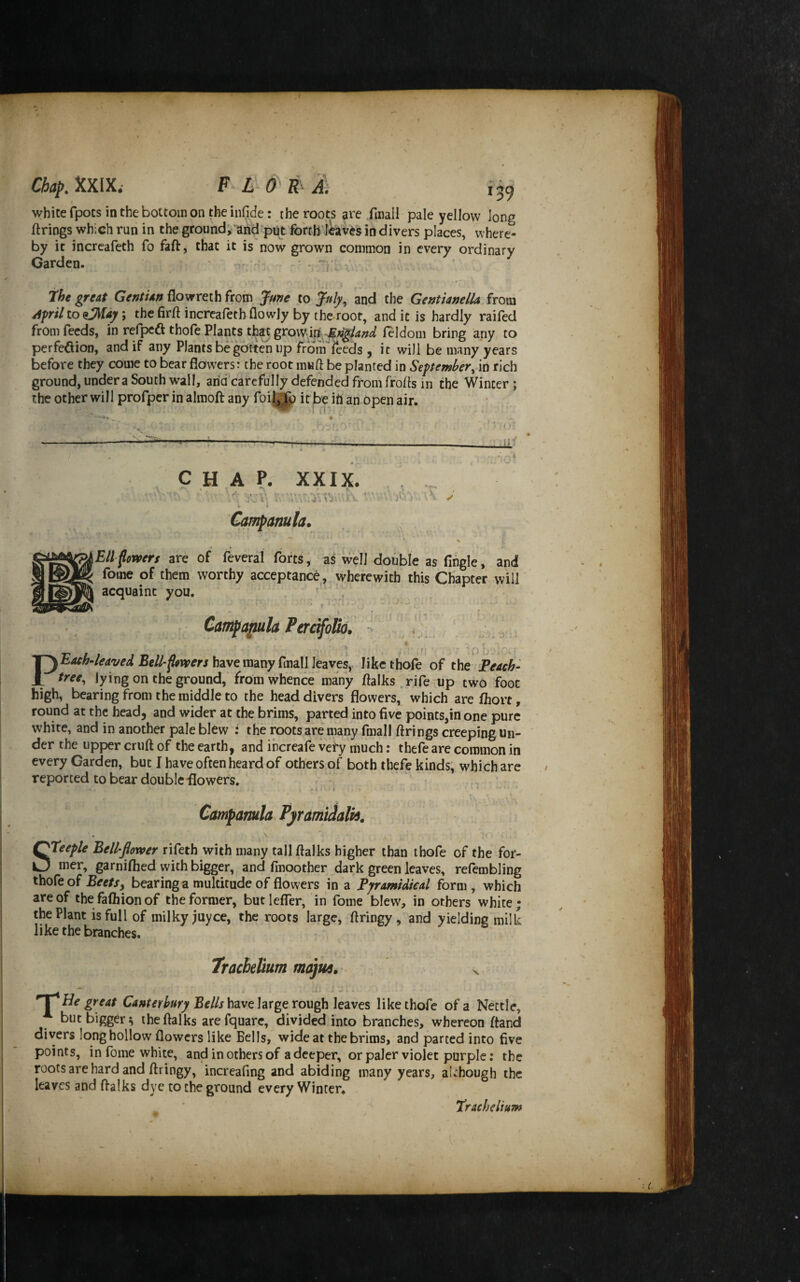 159 white rpocs in the bottom on the infide: the roots are finall pale yellow long firings which run in the ground/arid pnt fohb ikves in divers places, where¬ by it increafeth fo faft, that it is now grown common in every ordinary Garden. ' The great Gentian flowreth from June to July, and the GentianelU from AfriUo^Aj\ the firfl increafeth flowjy by the root, and it is hardly raifed from feeds, in refpcft thofe Plants t^t grow.ii^^feldom bring any to perfeftioD, and if any Plants be gotten up frdnf feeds , it will be many years before they come to bear flowers: the root mnfl be planted in Septemberrich ground, undera South wall, arid carefully defended from ffofls in the Winter ; the other will profper in almoft any foif;^ it be iri an open air. CHAP. XXIX. , „ ♦ i , • Campanula. Ell powers are of feveral forts, as well double as fingle, and foine of them worthy acceptance, wherewith this Chapter will acquaint you. '' . Campanula Percifolio. ^ •/ Be//-have many fmall leaves,4 like thofe of the Feach^ tree^ lying on the ground, from whence many flalks .rife up two foot high, bearing from the middle to the head divers flowers,* which are fhort, round at the head, and wider at the brims, parted into five points,in one pure white, and in another pale blew : the roots are many fmall firings creeping un¬ der the upper cruft of the earth, and increafe very much; thefe are common in every Garden, but I have often heard of others of both thefe kinds; which are reported to bear double-flowers. Campanula PyramidalU. Steeple Belbjlorver rifeth with many tall flalks higher than thofe of the for- mer, garniftied with bigger, and fmoother dark green leaves, refembling thofe of Beetsj bearing a multitude of flowers in a Fyramidieal form , which are of the fafhion of the former, butleffer, in fome blew, in others white; the Plant is full of milky juyee, the roots large, flringy , and yielding milk like the branches. Tracbelium majua. ^ He great JSr//j have large rough leaves like thofe of a Nettle, but bigger^ the flalks arefquarc, divided into branches, whereon ftand divers long hollow flowers like Bells, wide at the brims, and parted into five points, in fome white, and in others of a deeper, or paler violet purple: the roots are hard and flringy, increafing and abiding many years, aL^hough the leaves and flalks dye to the ground every Winter. Trachclium